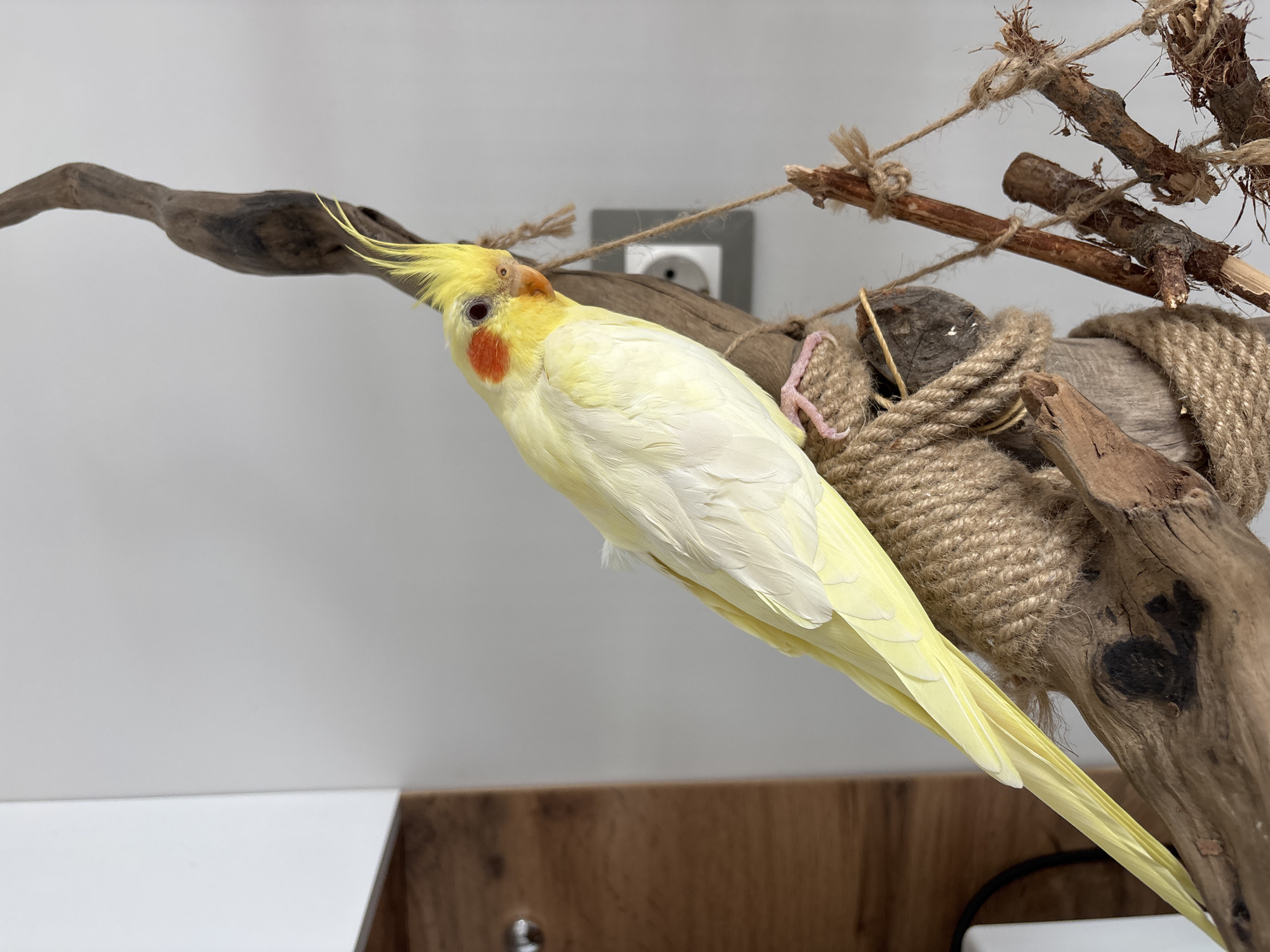A pale yellow cockatiel with orange cheek patches perches on a natural wooden branch covered with a tan rope-like material. The branch is attached to other sticks with twine. The background is a white wall with a gray electrical outlet. A wooden panel is visible below the wall. The location is indoors. The image does not contain sufficient information to determine if the location is in Krasnoyarsk, Russia.