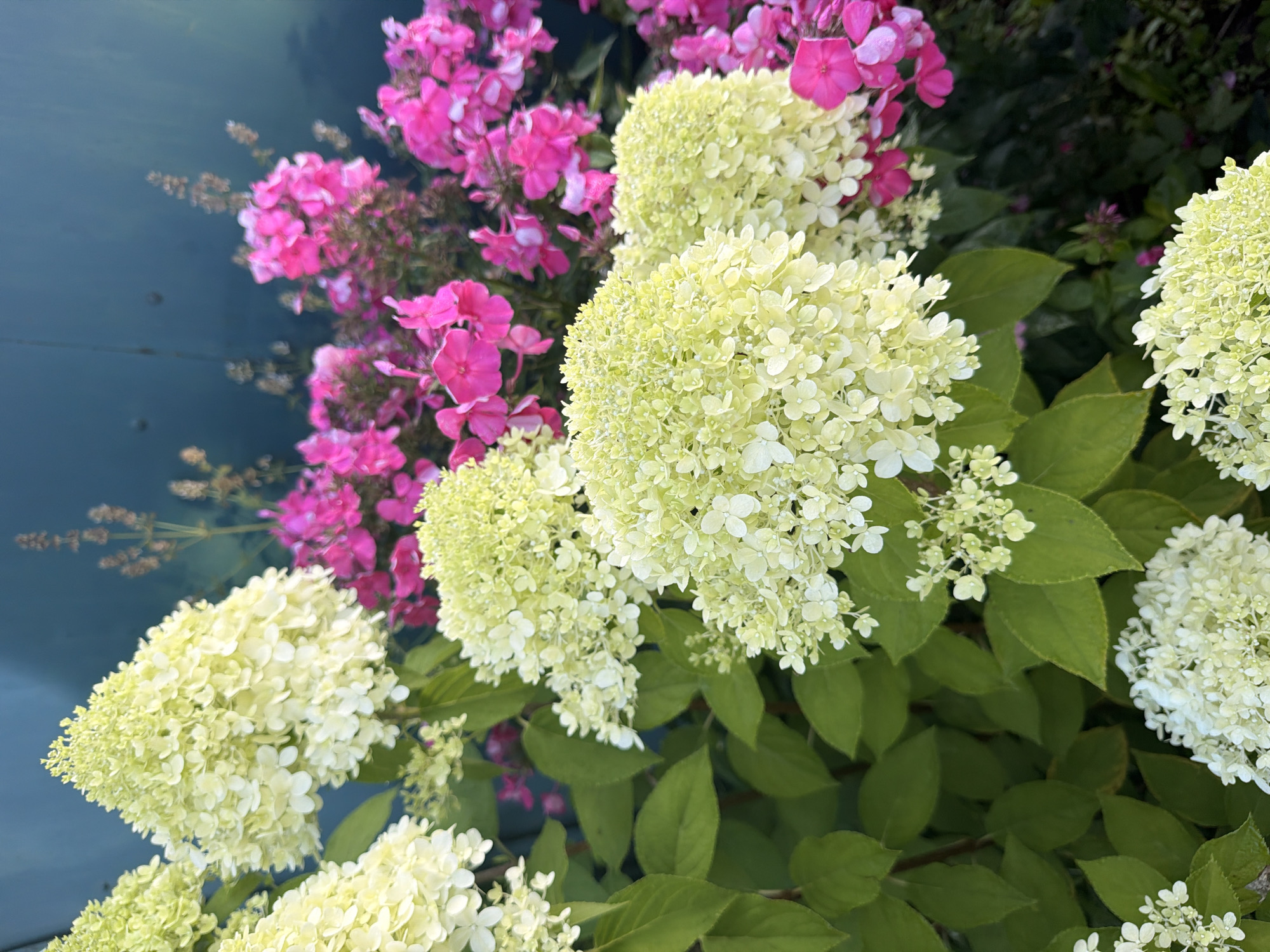 The image depicts a close-up view of a garden featuring a mix of hydrangeas and pink phlox flowers. The hydrangeas, predominantly in shades of pale yellow and white, exhibit large, cone-shaped inflorescences composed of numerous small florets. Their lush green leaves form a dense backdrop. Interspersed among the hydrangeas are clusters of vibrant pink phlox flowers, adding a contrasting splash of color. The background appears to be a dark, possibly painted, vertical surface. The lighting suggests it is daytime, with some dappled sunlight illuminating the flowers. The image is a static composition with no people or animals present. The scene is likely an outdoor garden in the city of Nakhabino, Russia, given the context provided.