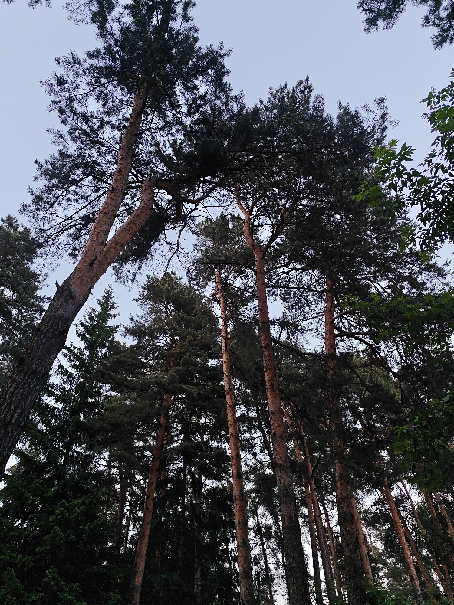 The image displays a dense forest canopy observed from a low-angle perspective, looking upwards towards the sky in Kratovo, Russia. The scene is dominated by tall, mature coniferous trees, primarily appearing to be pine trees, characterized by their reddish-brown trunks and dark green, needle-like foliage. Several prominent tree trunks rise vertically and diagonally across the frame, with one large, gnarled pine trunk positioned in the left foreground, exhibiting two distinct bends. The upper portions of the trees, including their branches and needles, are silhouetted against a pale blue-grey sky, suggesting an overcast day or early morning/late afternoon light. Sparse patches of brighter sky are visible through the gaps in the foliage. On the far right, a section of deciduous tree branches with lighter green leaves is partially visible, indicating a mixed forest or edge environment. No people, animals, or man-made structures are discernible within the frame. The overall light is diffuse, illuminating the tree trunks and upper canopy softly.
