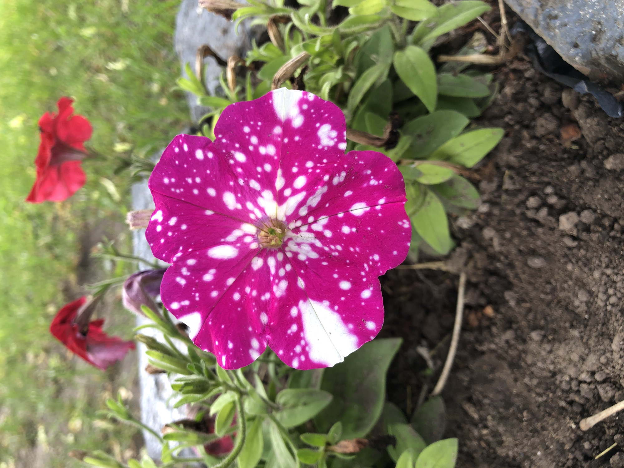 A vibrant petunia flower, predominantly fuchsia pink with distinctive white speckles, is captured in a close-up, top-down outdoor shot. The main flower is centrally located, showcasing intricate white patterns that resemble a starry sky, with larger white patches appearing on some petals, particularly towards the bottom right. The flower's center reveals subtle green and yellow tones.
Surrounding the central petunia are numerous lush green leaves and stems, some displaying a fine, fuzzy texture. To the right, dark brown, somewhat clumpy soil is visible, suggesting a garden bed or container. A rough, grey concrete or stone border runs horizontally across the mid-ground, partially obscured by the foliage.
In the blurred background and foreground, out-of-focus red flowers, likely other petunias, provide additional color and depth to the scene. The natural lighting indicates it is daytime, with soft illumination enhancing the flower's vivid colors. No specific activity or event is taking place, and there is no visible text. The image conveys a sense of natural beauty and tranquility within a garden or planted setting.
