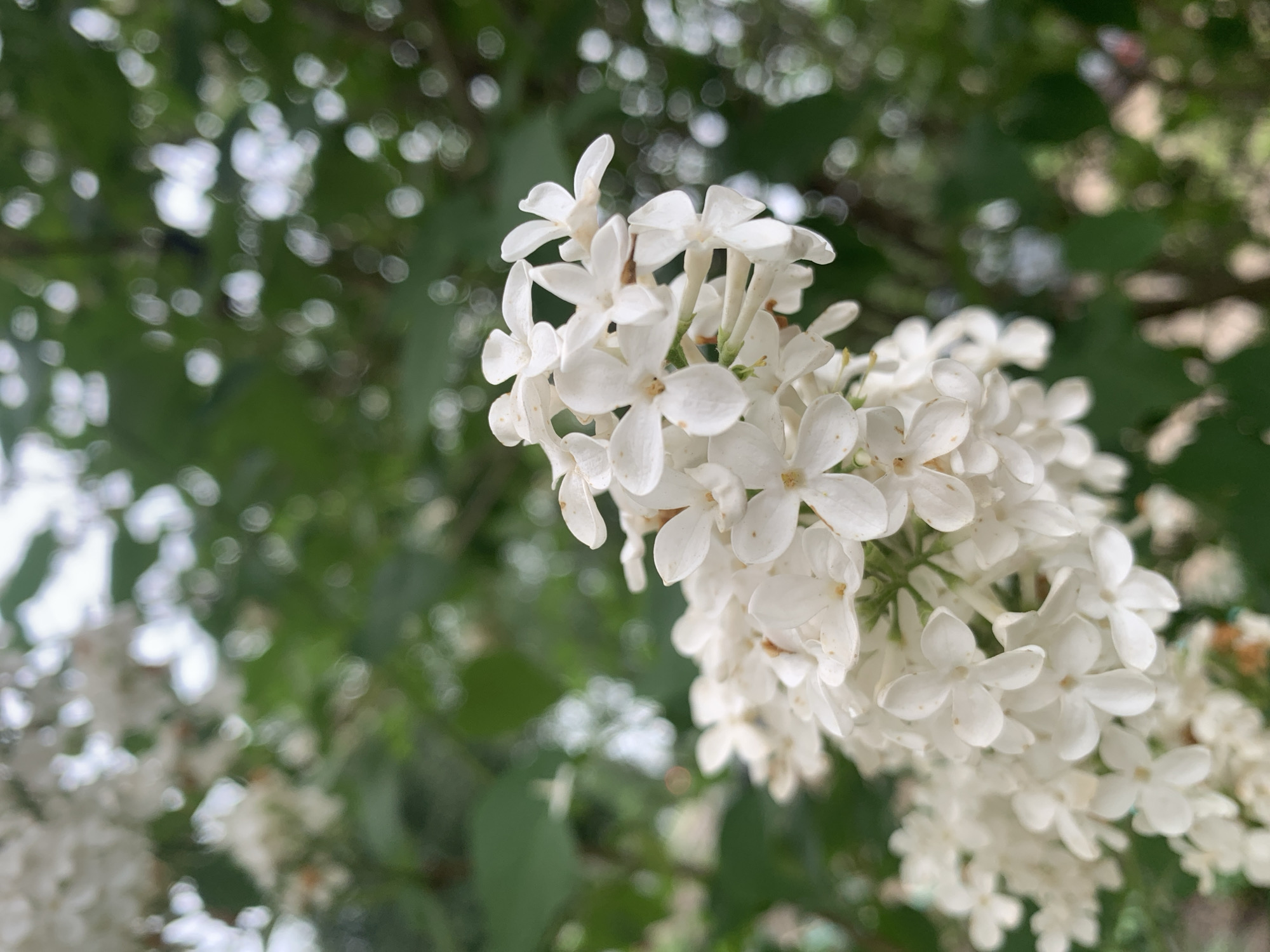 The image shows a cluster of white flowers, possibly lilacs, in sharp focus. The background consists of out-of-focus green foliage. The location is not specified in the image and is unable to be determined.