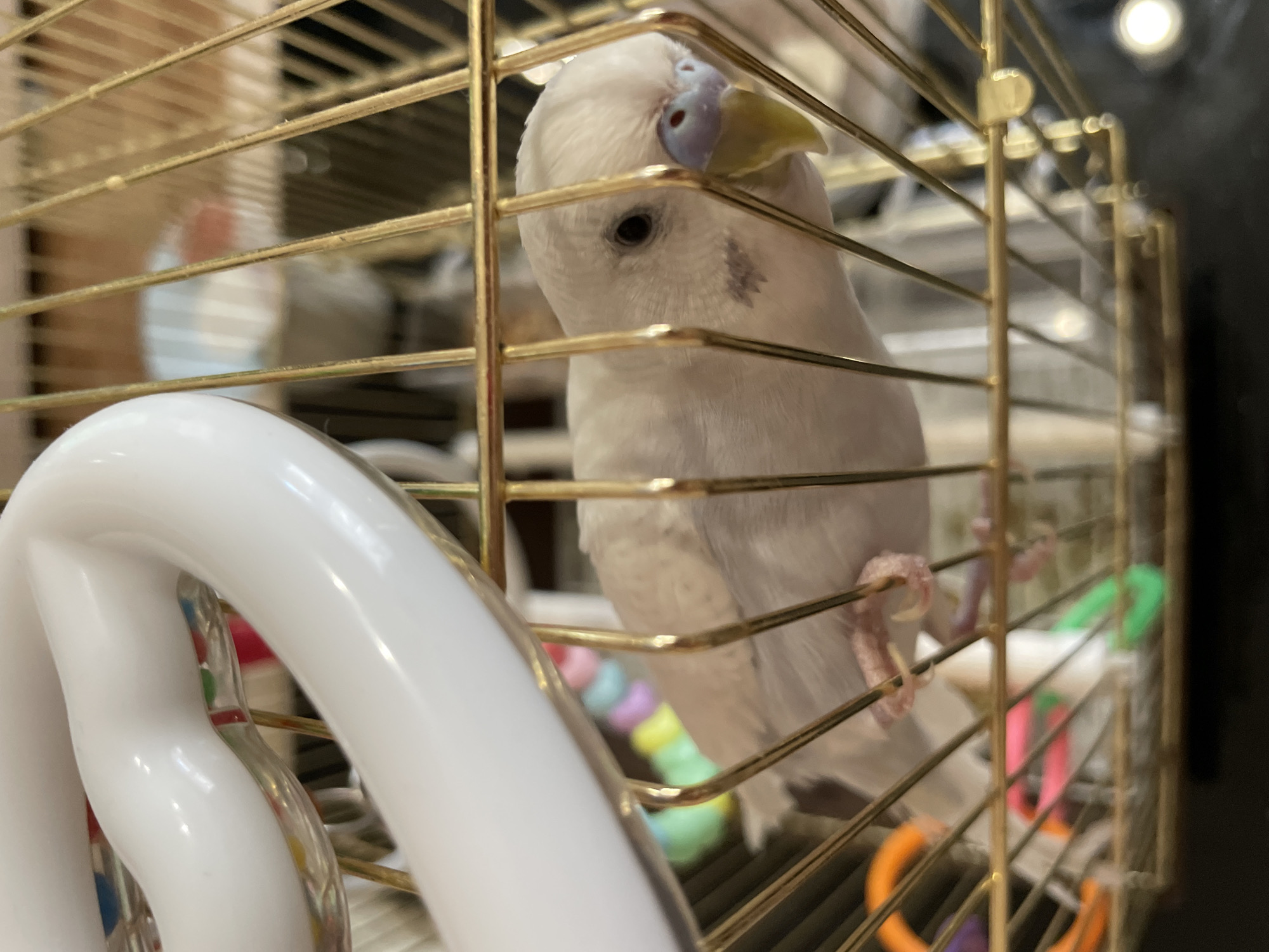 A white budgie is perched inside a gold-colored cage. The bird has a yellow beak and blue cere. Its feet are pink. In the cage, there are toys of various colors, including a white climbing frame and colorful rings and beads. The background is slightly out of focus. The image does not contain any information about the location in the city of Chaikovsky, Russia.