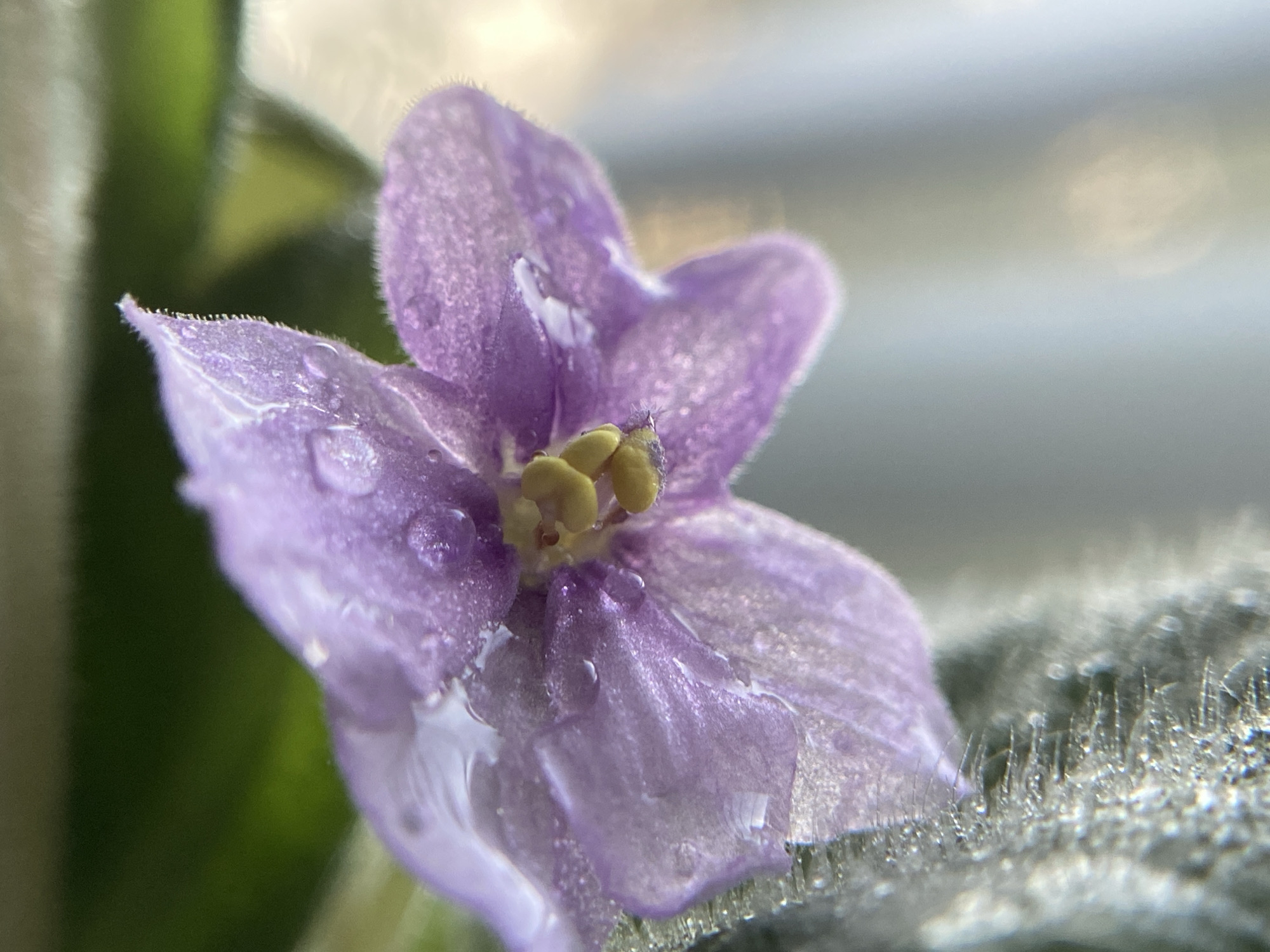 A macro photograph focuses on a single, delicate purple flower with water droplets clinging to its petals. The flower's center features yellow stamens, also speckled with moisture. To the left, a blurred green leaf or stem provides a soft background contrast, while the right side of the image shows a fuzzy, gray surface with tiny, spiky structures, also glistening with water. The overall impression is one of gentle beauty and freshness, perhaps captured after a light watering or mist. The lighting is soft, creating a bokeh effect in the background, suggesting an indoor setting or a calm, diffused outdoor environment. There is no visible text.