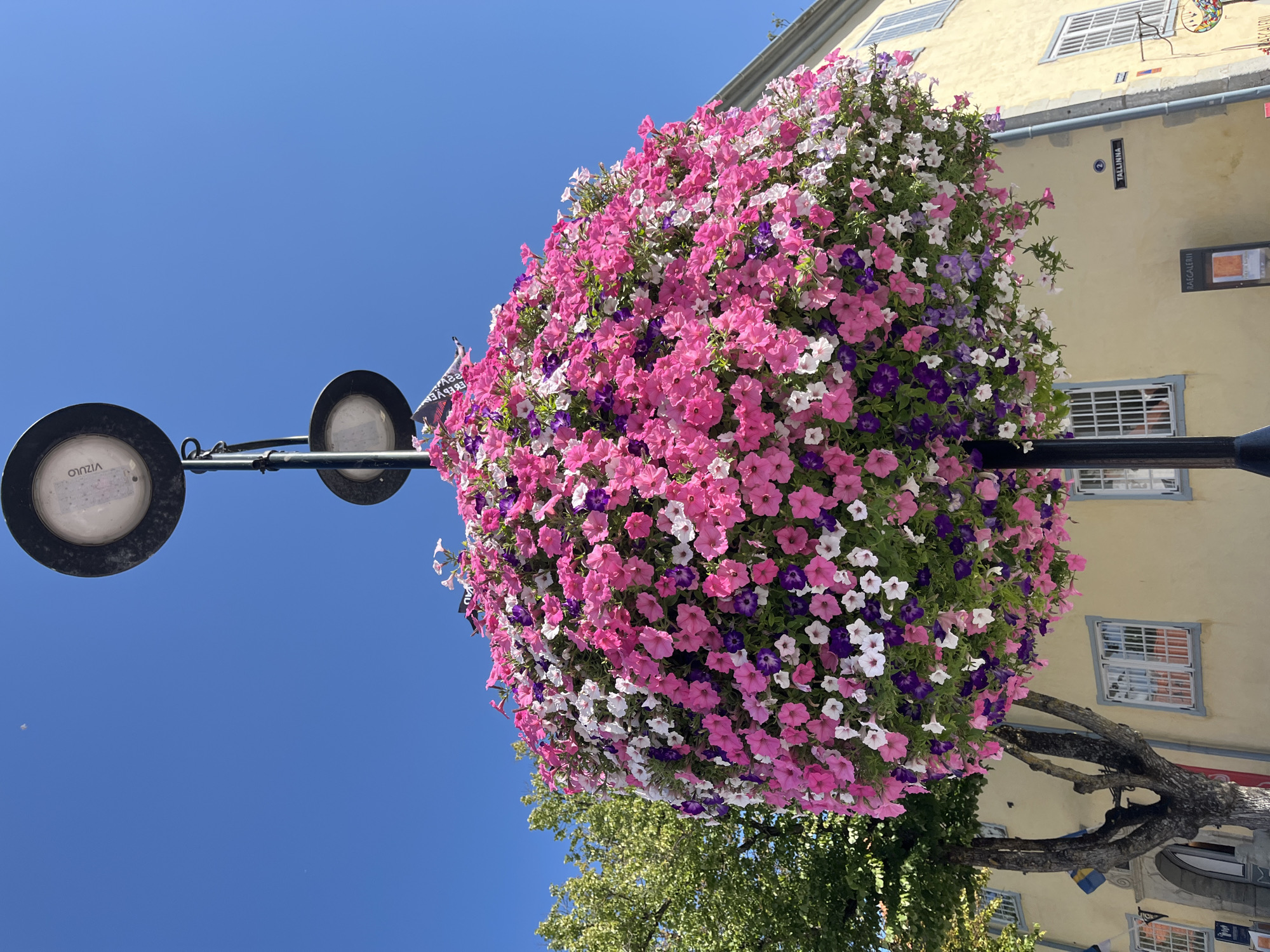 A very large, spherical hanging basket overflowing with pink, purple, and white petunias is suspended from a black lamp post. The lamp post has two circular lamps, the upper one of which has the brand name "VIZULO" visible on its bulb housing. The basket of flowers is so dense that it obscures much of the lamp post below its base. To the left of the lamp post, a large tree with green leaves is visible, its branches extending upwards and partially framing the hanging flowers. Behind the tree and flowers, a pale yellow building with multiple windows is seen. One of the windows has white bars and appears to look into a shop or establishment. A Swedish flag is also visible on the building. To the right of the hanging flowers, the building continues, with more windows and architectural details. A street sign bearing the text "2 Tallinn" is attached to the building. In the foreground, the bottom of the lamp post is visible, and a portion of a sidewalk or paved area is present at the very bottom of the frame. The sky above is a clear, bright blue. The scene appears to be an outdoor urban setting.