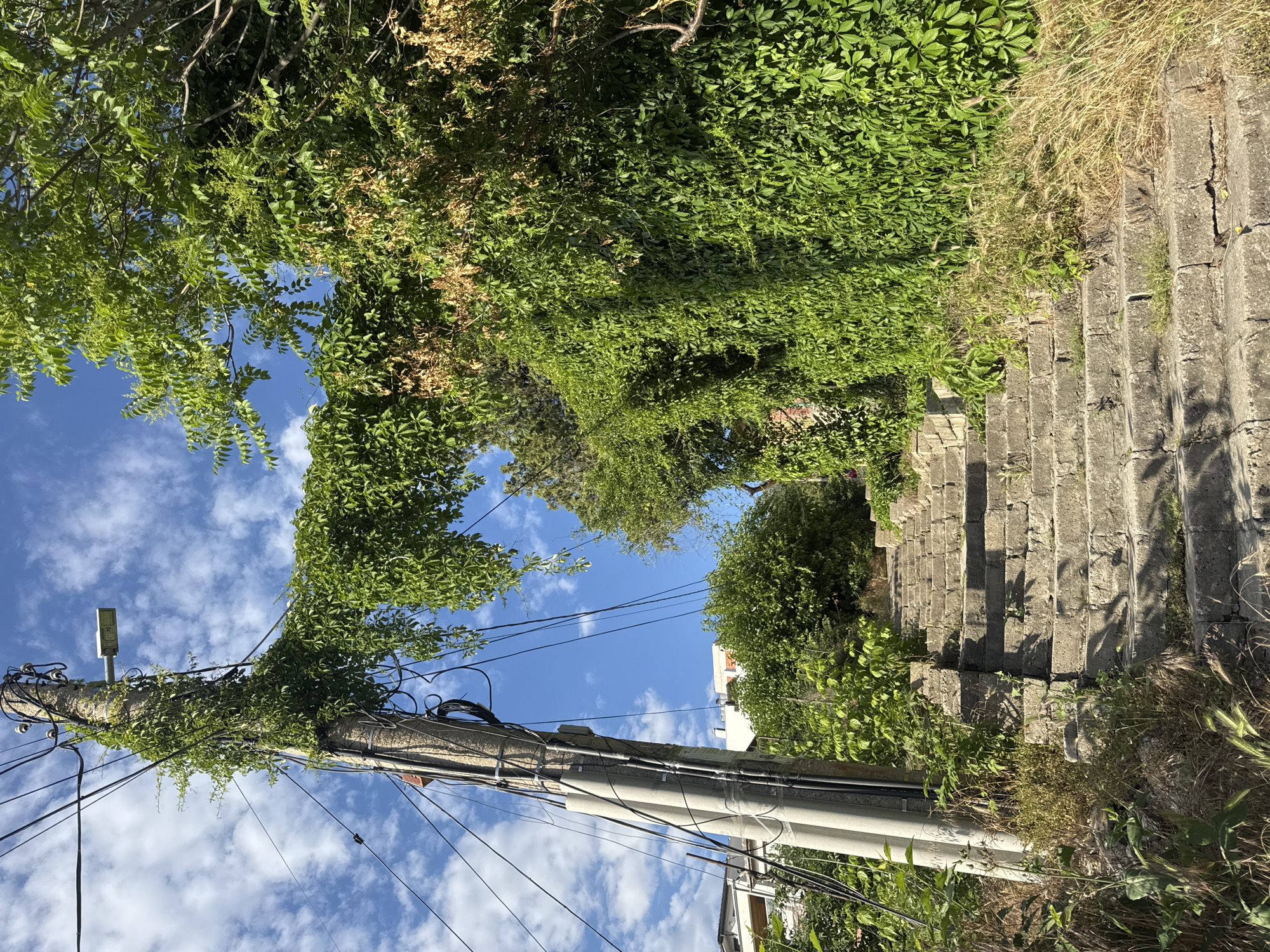 The image shows an upward view of a scene in Plovdiv, Bulgaria. A concrete utility pole, heavily overgrown with green vines, rises vertically against a backdrop of a partly cloudy blue sky. Numerous electrical wires are attached to the pole, some obscured by vegetation. To the right of the pole, concrete stairs ascend, also bordered by greenery. The steps appear worn and weathered, with some grass and other vegetation growing between them. Lush green foliage covers the area above the stairs, obscuring the view beyond. Some buildings can be seen through the trees, indicating an urban setting.