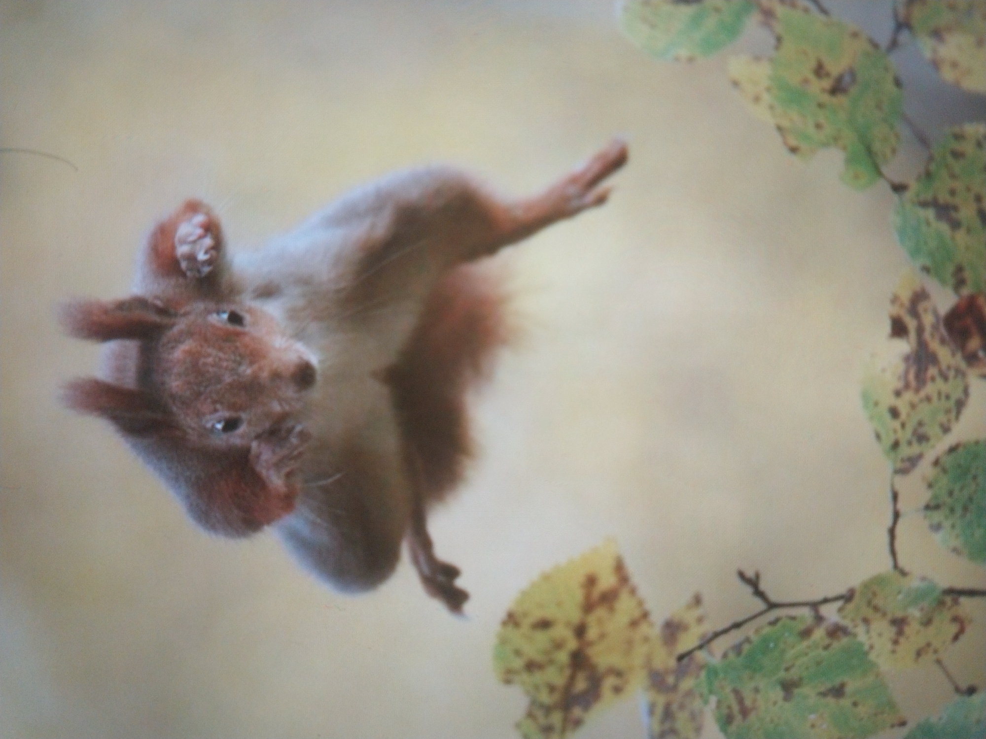 An adult red squirrel is captured mid-air, its body horizontally oriented and slightly angled upwards. The squirrel is in focus, with its fur detailed and its limbs extended as if in the act of leaping or gliding. Its front paws are raised, with one paw clearly visible, showing its tiny claws. The background is a soft, out-of-focus blur of light beige and yellow tones, suggesting a natural, possibly outdoor setting. In the foreground, out-of-focus leaves with brown spots on a green and yellow base are visible, attached to thin branches. The image's shallow depth of field emphasizes the squirrel, making it the sole prominent subject. There is no indication of the city of Odesa, Ukraine, or any urban elements within the image.