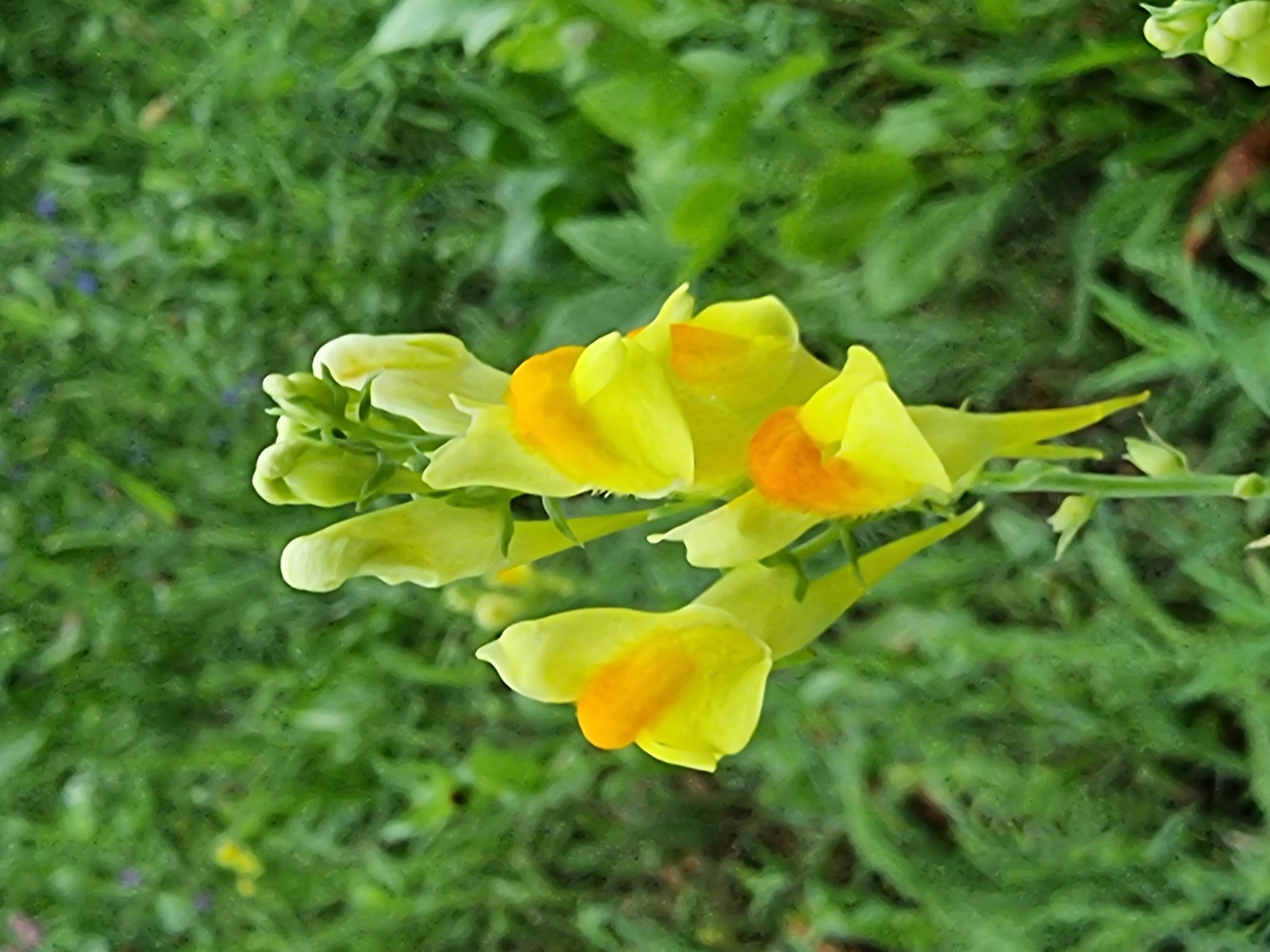 A cluster of yellow and orange snapdragon flowers with green buds is captured in close-up focus against a blurred green background of grass and foliage. The flowers are arranged on a thin green stem, with some petals appearing delicate and slightly translucent. The background shows a dense covering of green vegetation, with hints of darker green and possibly some small, out-of-focus purple flowers interspersed. The overall impression is a natural outdoor setting, likely a garden or a wild patch of greenery. No people or man-made structures are visible. The location is specified as Kryvyi Rih, Ukraine.
