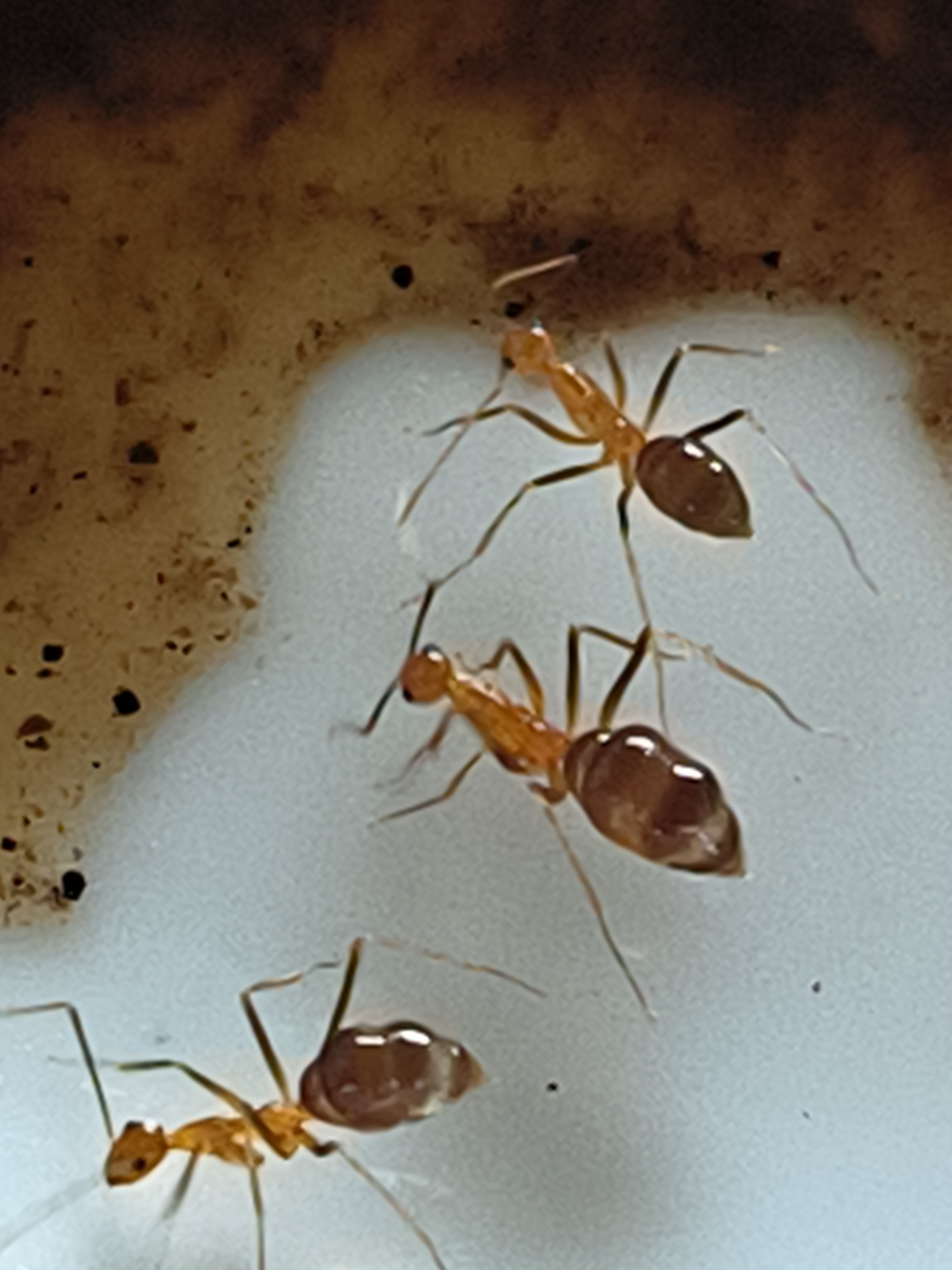 The image shows three ants. Two ants are positioned in the upper right quadrant of the image, and one ant is in the lower left quadrant. The ants are orange-brown in color, with segmented bodies and long, thin legs. The ants appear to be on a light-colored, slightly textured surface, with a darker, granular surface in the upper left corner. The image is a close-up shot, and the details of the ants' exoskeletons and antennae are visible. No specific location in Teupinreusep, Indonesia can be determined from this image.
