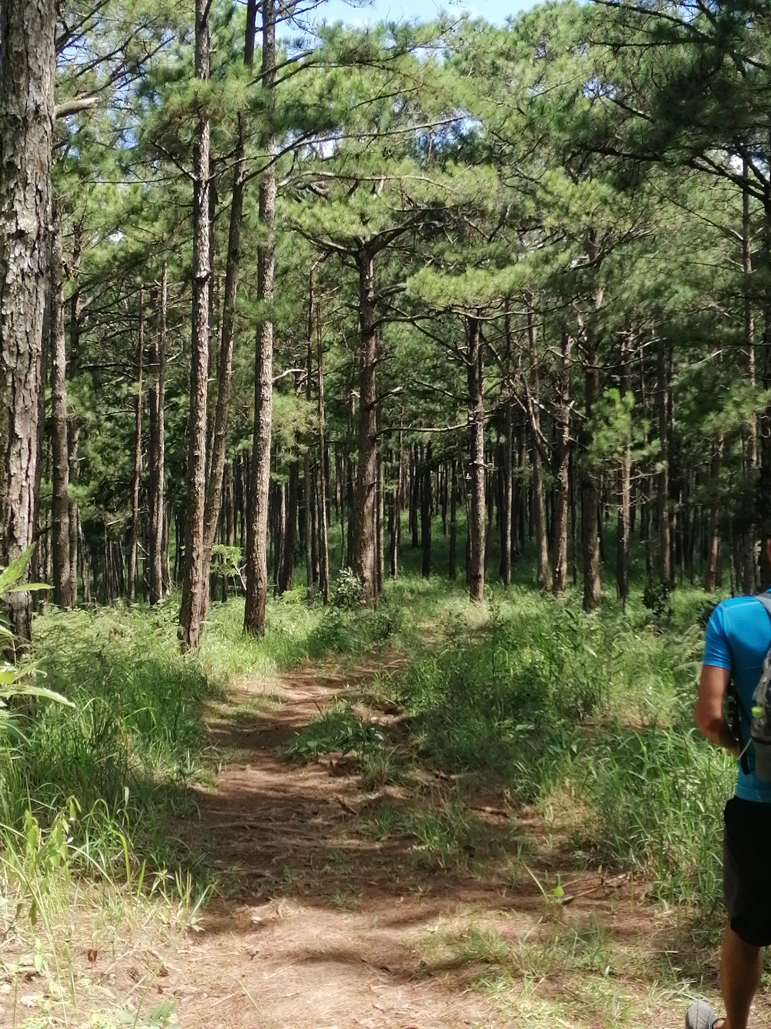 A person walks on a dirt path through a pine forest. The path curves to the left and is lined with tall, slender pine trees and green vegetation. The person is wearing a blue shirt and black shorts and is carrying a backpack. The sun is shining, creating dappled shadows on the path and in the forest. The scene appears to be in the Da Lat Pine Forest, a popular tourist destination known for its pine trees and scenic hiking trails.