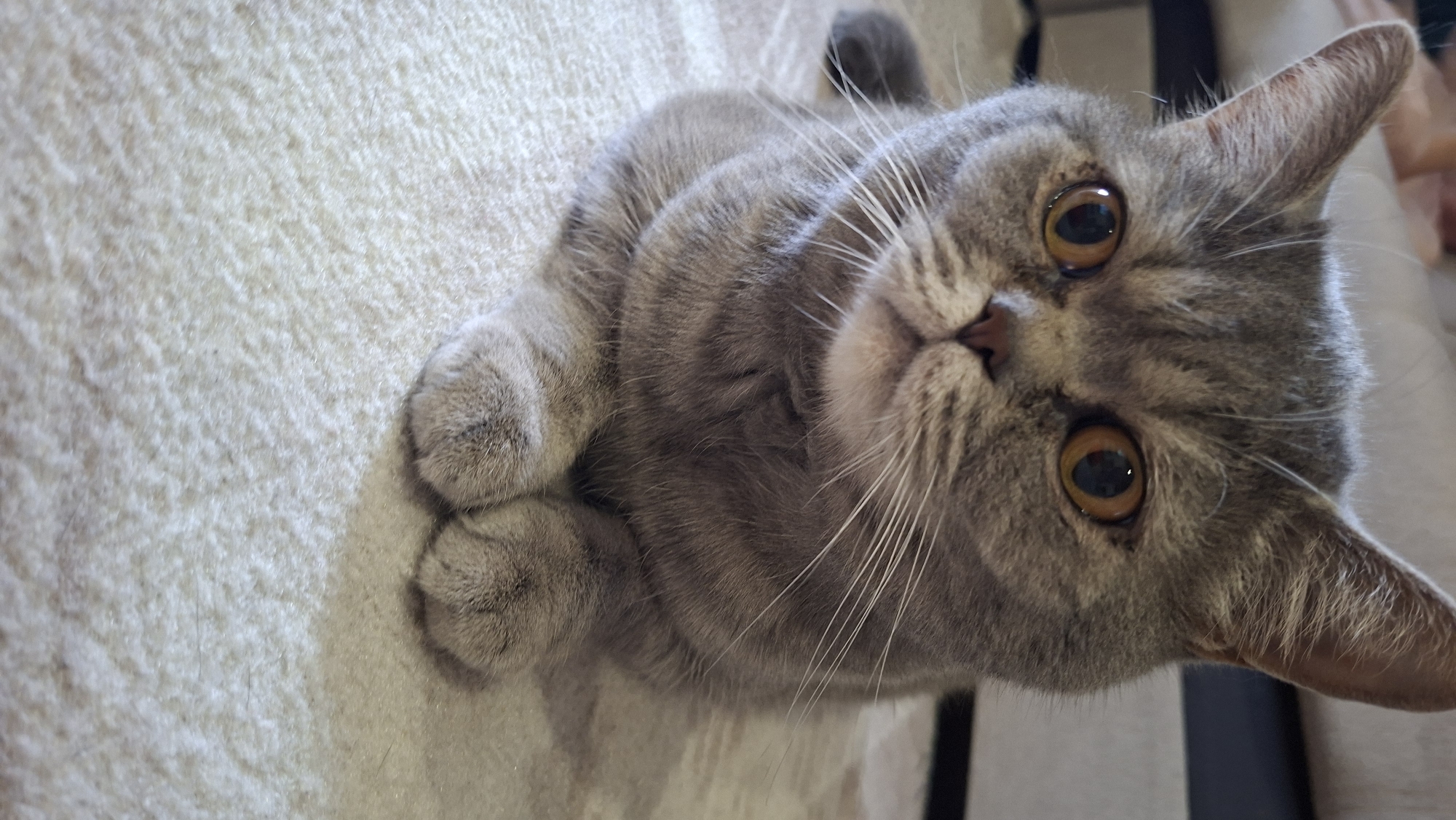 A grey British Shorthair cat is lying down on a light-colored, textured carpet. The cat is facing the camera, with its paws tucked neatly in front of its chest. Its ears are perked up, and its large, round eyes are wide open, looking directly at the viewer. The cat has a short, plush coat with subtle darker tabby markings, particularly around its face and body. The background is blurred, but appears to be an indoor setting with some furniture visible. The image does not contain any information about its location in Chaikovsky, Russia.