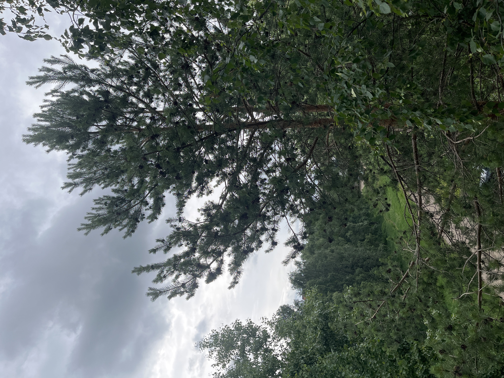 A high-angle outdoor shot captures a dense canopy of green foliage against a heavily overcast sky. The foreground is dominated by the branches of a pine tree with scattered cones, and to the right, a birch tree with lighter green leaves. Below, a winding path or road cuts through a landscape of more trees and green grass. The overall scene suggests a natural, possibly park-like setting within an urban environment, given the presence of a road. The lighting is muted due to the thick cloud cover, contributing to a somewhat somber atmosphere.