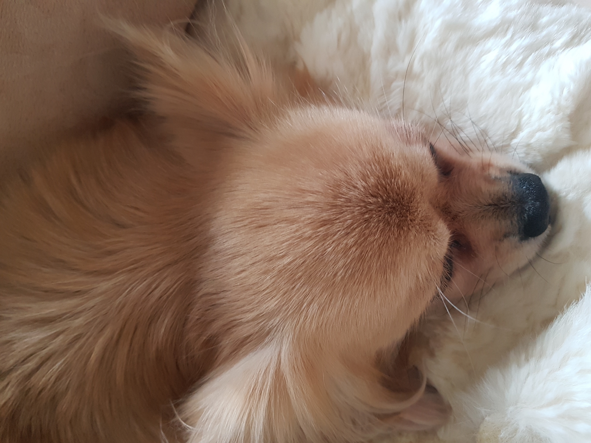 A close-up, high-angle shot captures a small, long-haired dog, possibly a Chihuahua, sleeping peacefully. The dog is curled up, primarily displaying its golden-tan fur, which has variations in shade, including lighter cream or white areas, particularly noticeable on its underside and blending into its face. Its eyes are closed, and a small portion of its black nose is visible on the right side of the frame, accompanied by fine, dark whiskers and some prominent white ones. The dog is nestled into a soft, white, fluffy blanket or bed, which fills the background and parts of the foreground. The texture of both the dog's fur and the bedding is detailed, suggesting a cozy and comfortable indoor environment. No text is visible in the image, and there are no direct visual cues to indicate the location in Saint Petersburg, Russia. The overall mood is one of serenity and comfort.
