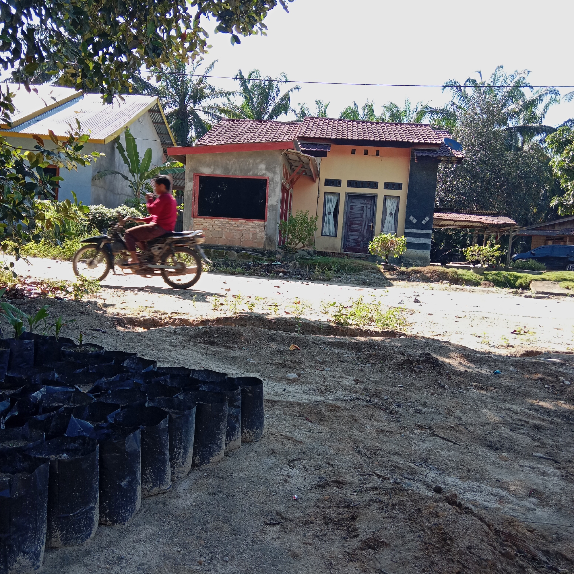 In an outdoor scene in Unknown, Indonesia, a person wearing a red shirt rides a motorcycle. The motorcycle is black with visible spokes on its wheels. The rider is positioned in the left half of the frame, moving from left to right. The environment is rural, characterized by a dirt road and sandy ground. In the foreground, numerous black plastic bags, presumably for planting, are arranged in rows. Behind the road, two houses are visible. The house on the left has a light-colored facade and a corrugated metal roof. The house on the right is painted in shades of yellow and beige, with a tiled roof and dark wooden doors. Palm trees and other greenery are scattered throughout the background. The lighting suggests it is daytime, with shadows cast on the ground, indicating sunlight.