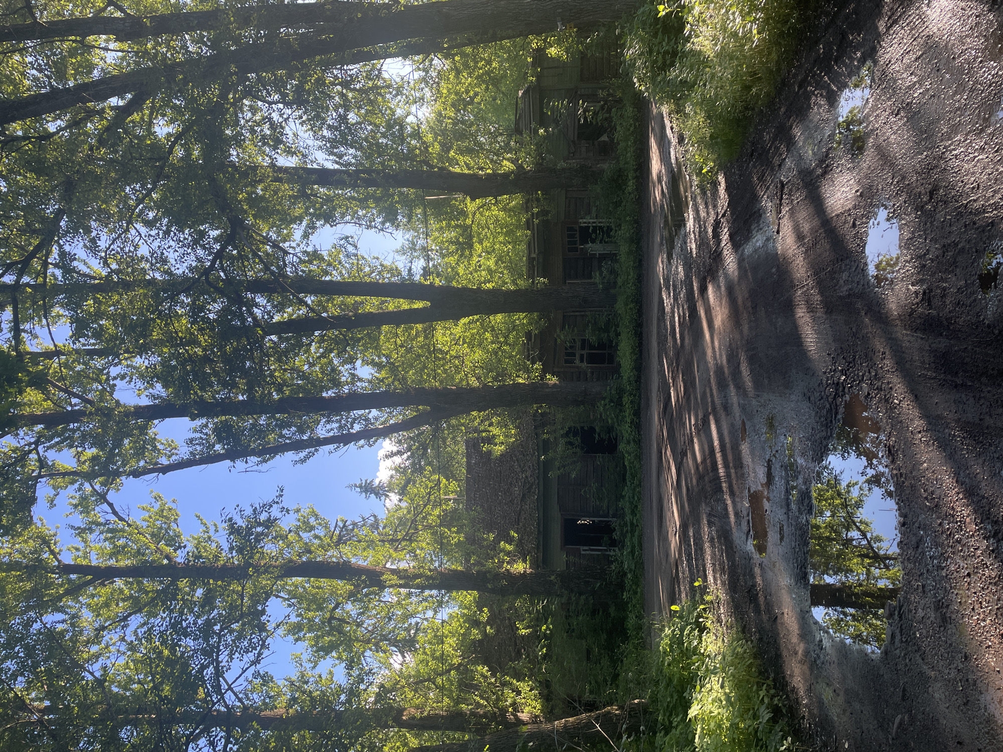 This is a landscape photograph taken outdoors on a sunny day. The image is oriented vertically. The scene depicts a muddy, unpaved road or path bordered by lush green trees and vegetation on the left. On the right side of the path, there are puddles of water reflecting the blue sky and surrounding trees.
In the background, partially obscured by trees and foliage, are what appear to be derelict wooden structures. They have a weathered, rundown appearance with missing windows and doors, suggesting abandonment. The trees are tall and leafy, casting dappled shadows across the path and the puddles. The sunlight filtering through the leaves creates a bright and vibrant atmosphere, though the presence of the abandoned structures hints at a sense of decay or forgotten history.
The time of day appears to be daytime, given the bright sunlight and blue sky. The weather seems pleasant, with clear skies and sunlight, which has likely contributed to the puddles on the muddy path. No people are visible in the image. The overall mood is a blend of natural beauty and subtle melancholy due to the abandoned buildings. There is no visible text in the image.