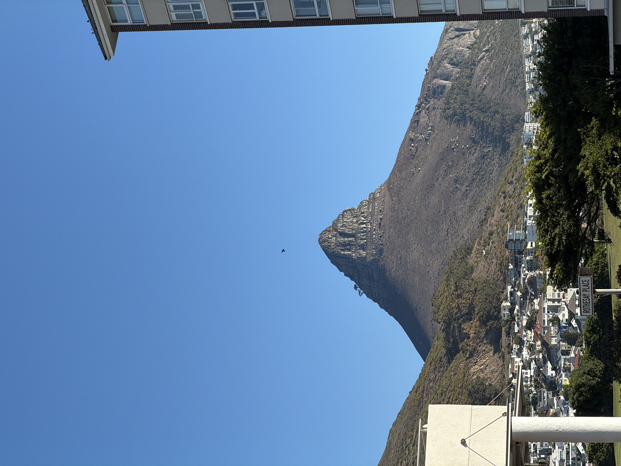 The image shows Lion's Head mountain in Cape Town, South Africa. The peak is visible against a clear blue sky. There are buildings, trees, and a Rothesay Place street sign on the right side of the image. At the top and bottom are cropped buildings. There appears to be a bird flying near the peak.