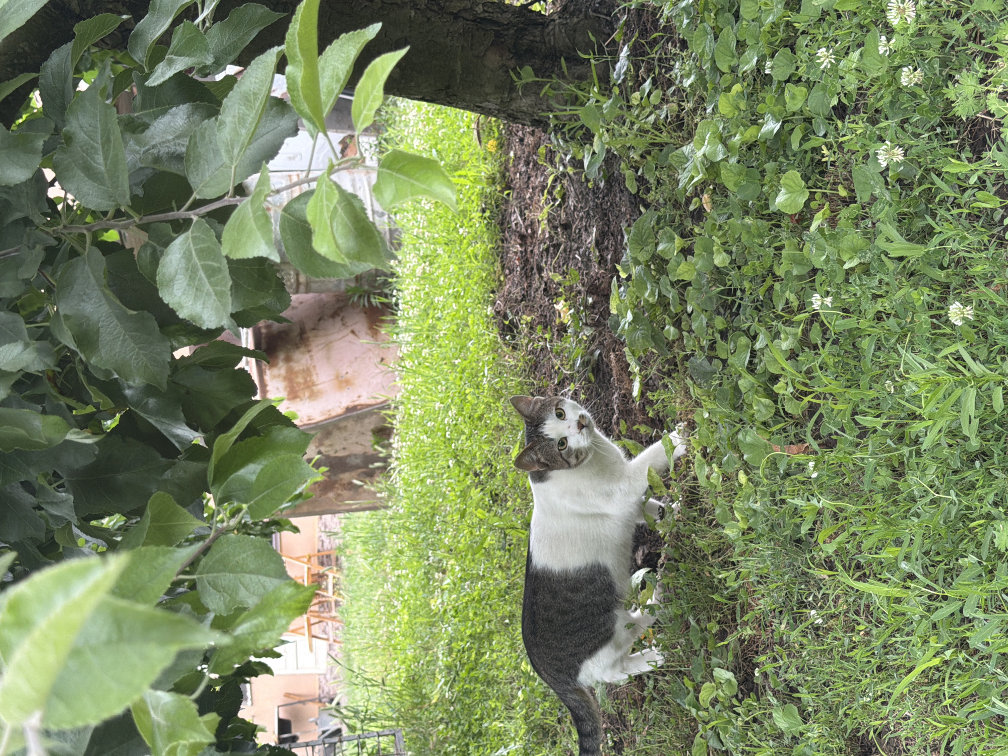 In Orehovitsa, Bulgaria, a bi-colored cat, predominantly white with dark grey markings on its back and tail, walks through a grassy area beneath the dappled shade of a leafy tree. The cat is facing the camera, its gaze directed forward, with a curious expression. Its body is angled slightly to the left, and its tail is held horizontally behind it. The ground is covered in a mix of lush green grass and darker soil, with small white wildflowers scattered throughout. In the background, out of focus, are what appear to be building structures and some wooden chairs, suggesting a residential or backyard setting. The lighting indicates it is daytime, with natural light filtering through the tree canopy.