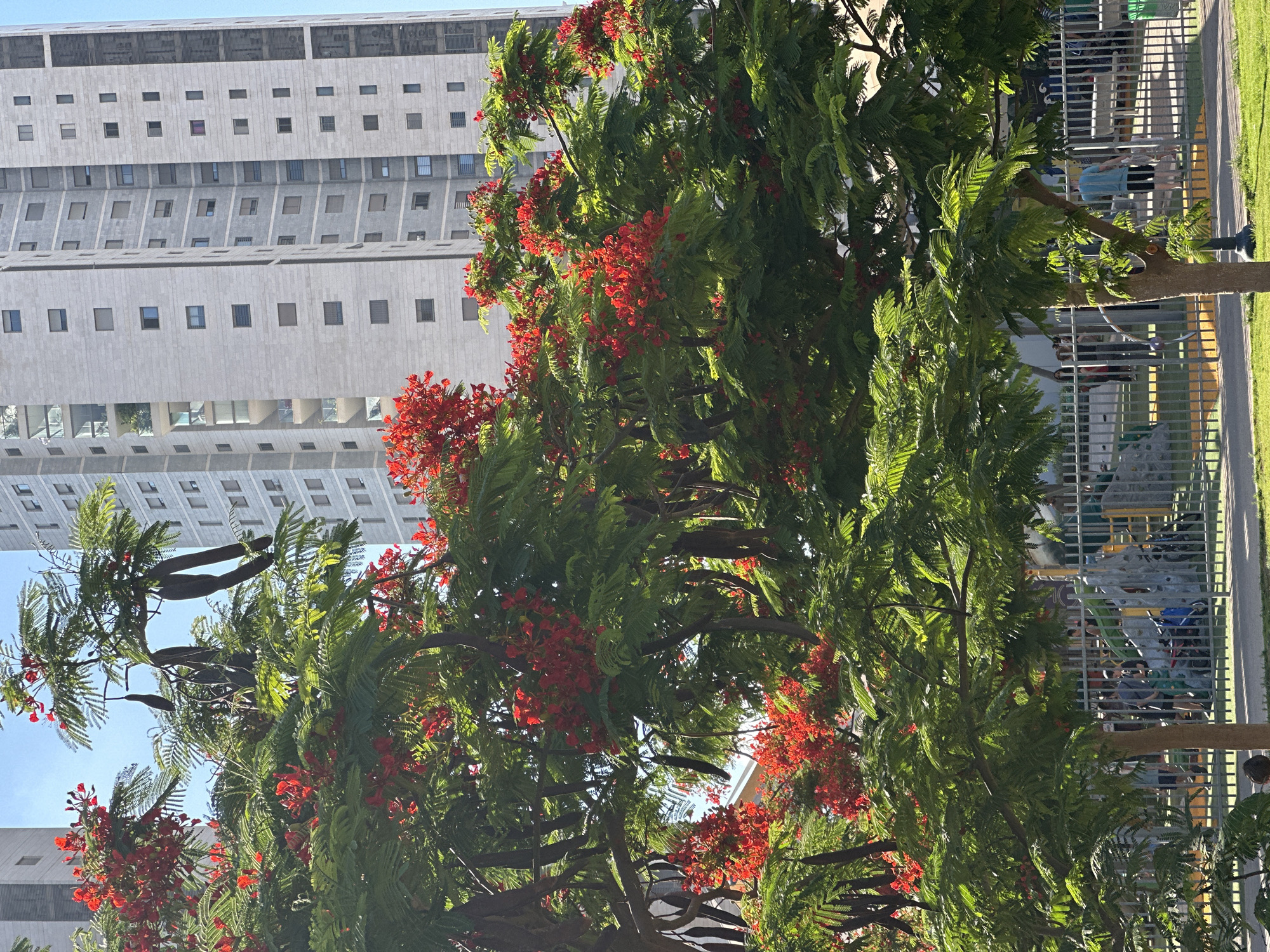 This media file depicts an outdoor scene with a focus on a vibrant flowering tree in the foreground, set against a backdrop of modern architecture and a fenced-off area that appears to be a playground. The tree is laden with bright red flowers and lush green foliage, suggesting a warm and sunny climate. The building behind it is tall and features a repetitive pattern of windows and horizontal lines, indicative of contemporary office or residential construction. To the right, a fence separates the viewer from a playground area, where a few people can be seen, though their activities are not clearly discernible. The time of day appears to be daytime, with bright sunlight casting shadows and highlighting the colors of the scene. The overall atmosphere is one of urban nature, where greenery thrives amidst concrete structures. There is no visible text in the media file. The location is identified as Petah Tikva, Israel.