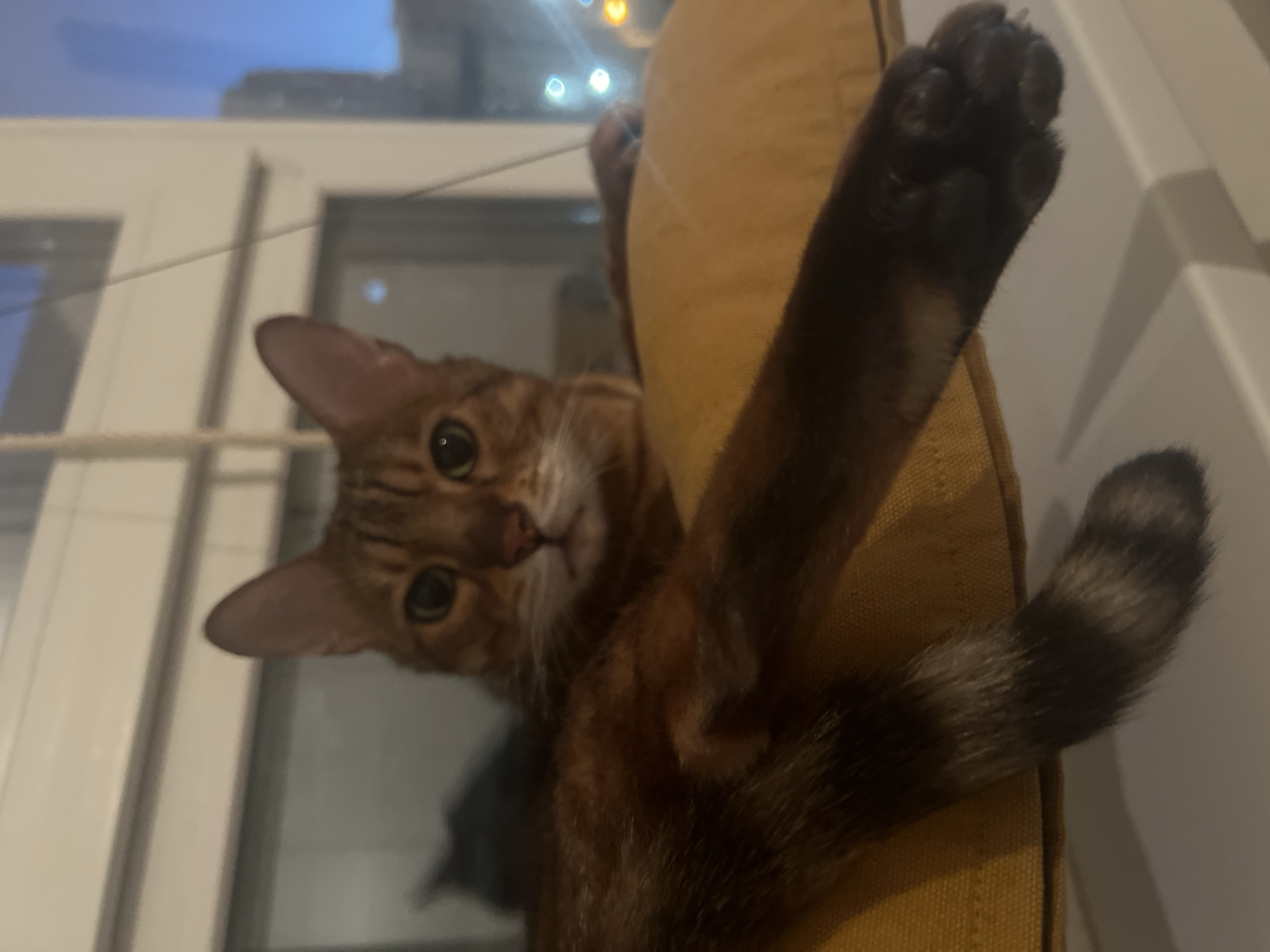 A Bengal cat with brown and black stripes is lying on a yellow cushion in front of a window. The cat is looking at the camera with green eyes. In the background, there is a blurry view of a city at dusk, with lights visible. The image appears to be taken indoors, possibly in an apartment in Yekaterinburg, Russia. The lighting suggests it is evening or night.