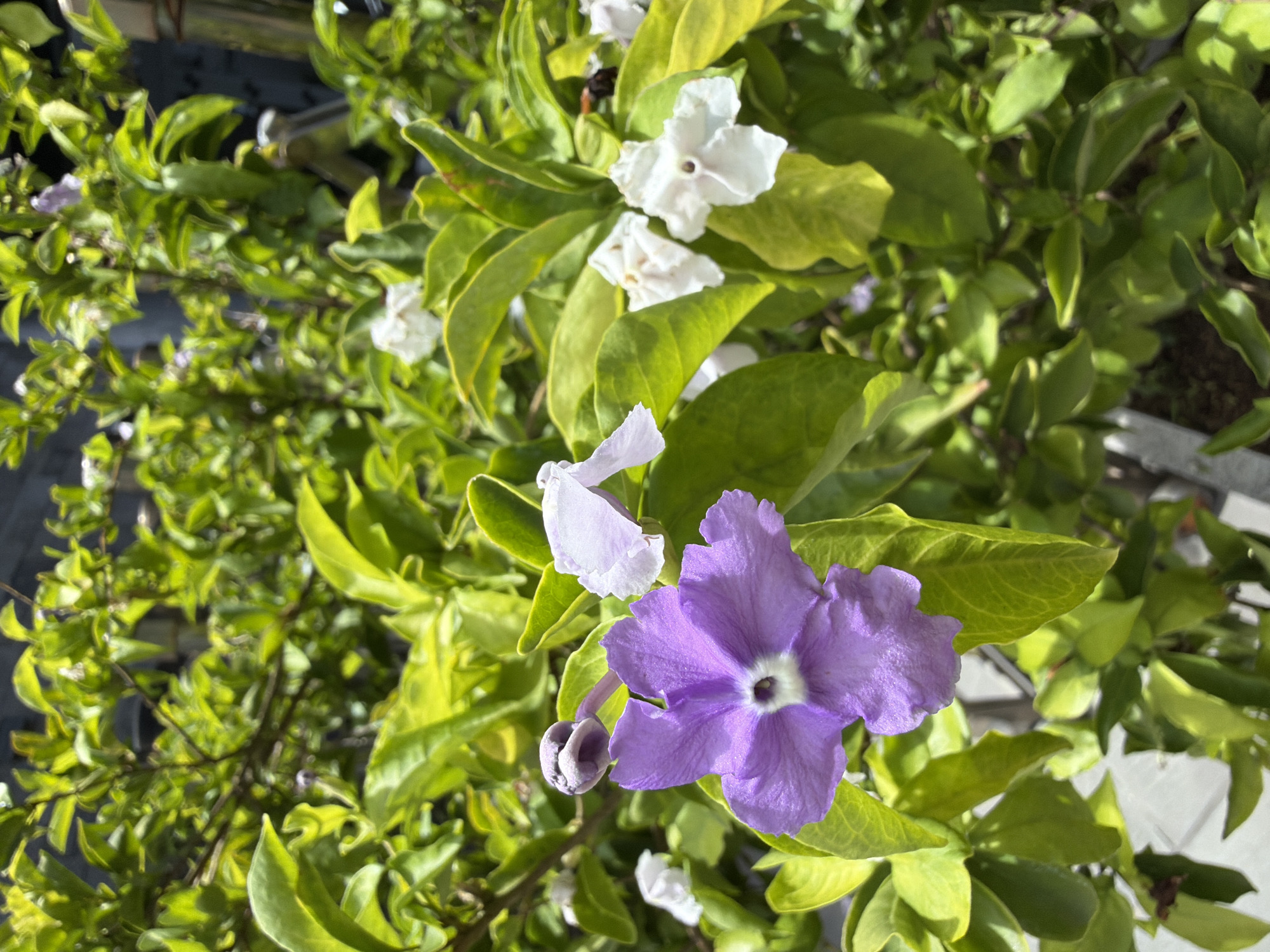 A close-up shot captures a vibrant purple flower with five petals and a white center, contrasted against a backdrop of lush green foliage. Several white flowers, some fully bloomed and others partially open, are scattered throughout the scene, adding depth and texture. The lighting suggests an outdoor setting, with sunlight filtering through the leaves, creating a natural and serene atmosphere. The image appears to be taken in Đà Nẵng, Vietnam, a city known for its beautiful natural landscapes and blooming flora.