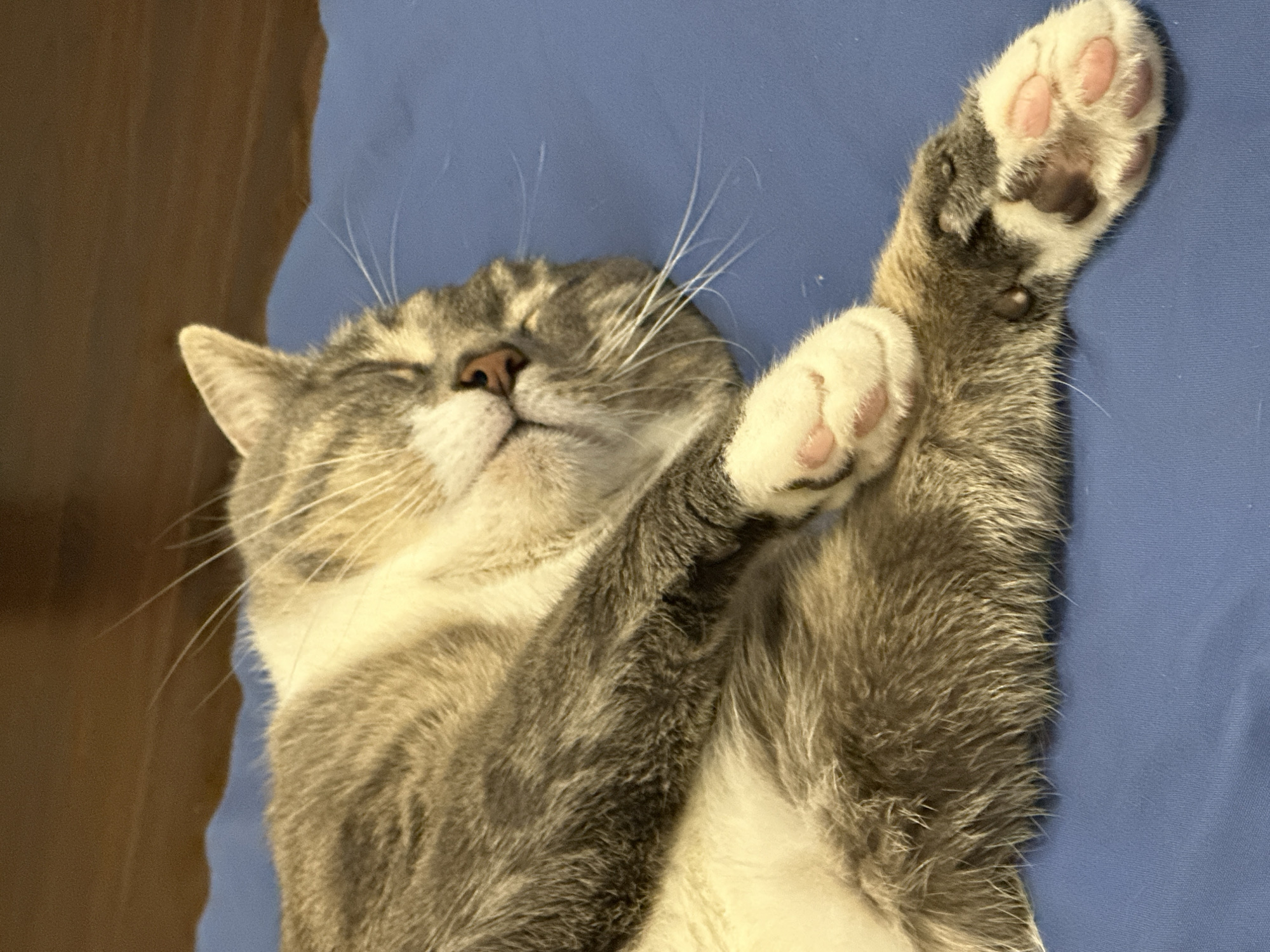 A tabby cat is sleeping on a blue surface. The cat is mostly grey and white with some brown tabby markings. Its eyes are closed and its paws are crossed over its chest. The cat's nose is pink and its whiskers are long and white. The blue surface appears to be a blanket or a bedspread. The background is blurred and out of focus, but it appears to be a wooden surface. The scene is indoors and the lighting is soft.