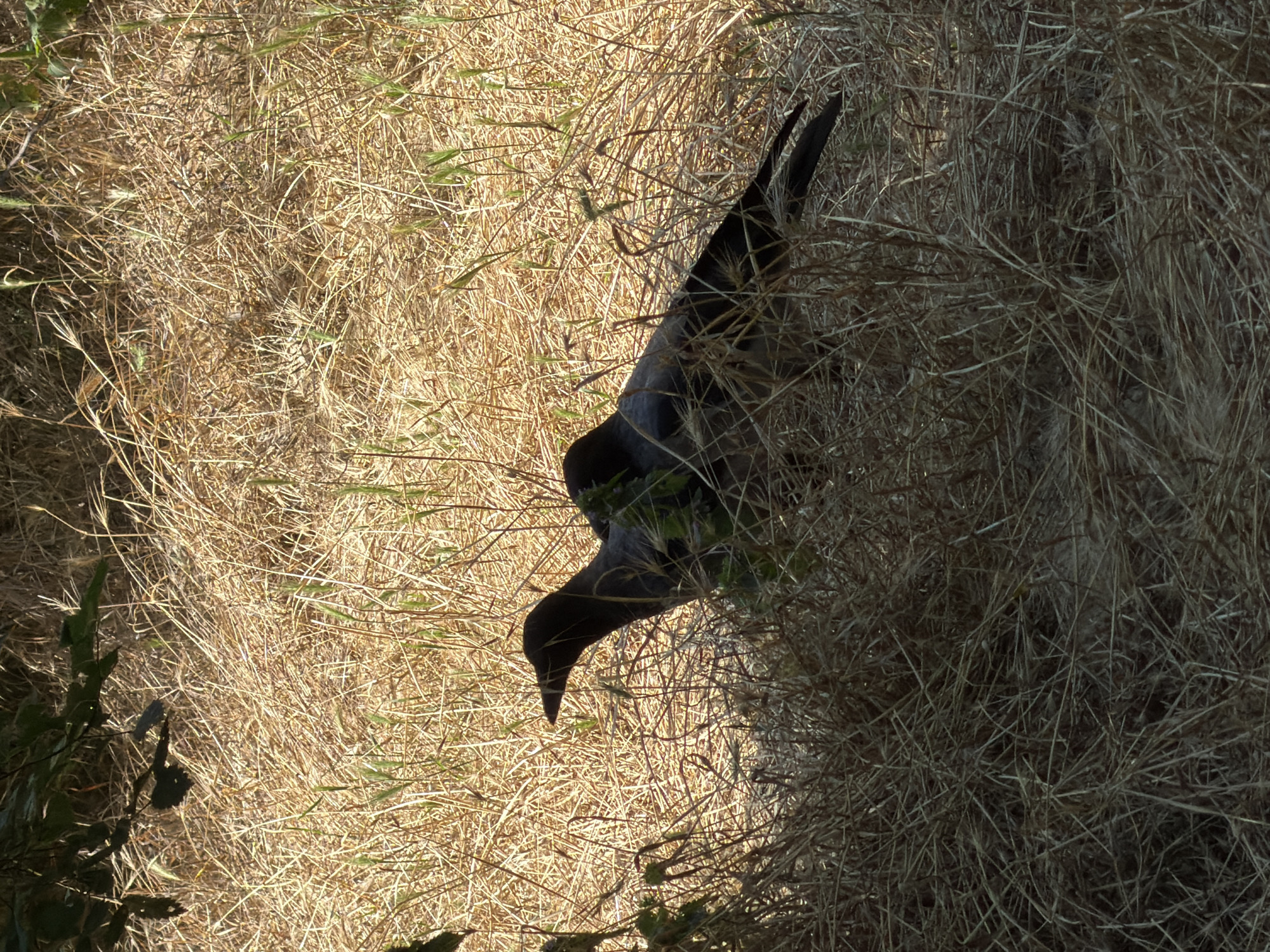 A crow stands partially obscured by dry grass and shadows in a sunlit area. The crow is black and gray, facing left with its beak pointed downwards. The environment is dominated by dry, golden grass, with some green foliage visible in the foreground and background. The lighting suggests it is daytime, with sunlight casting shadows. The scene appears to be an outdoor natural setting. There is no information within the image to suggest a specific location in Odesa, Ukraine.