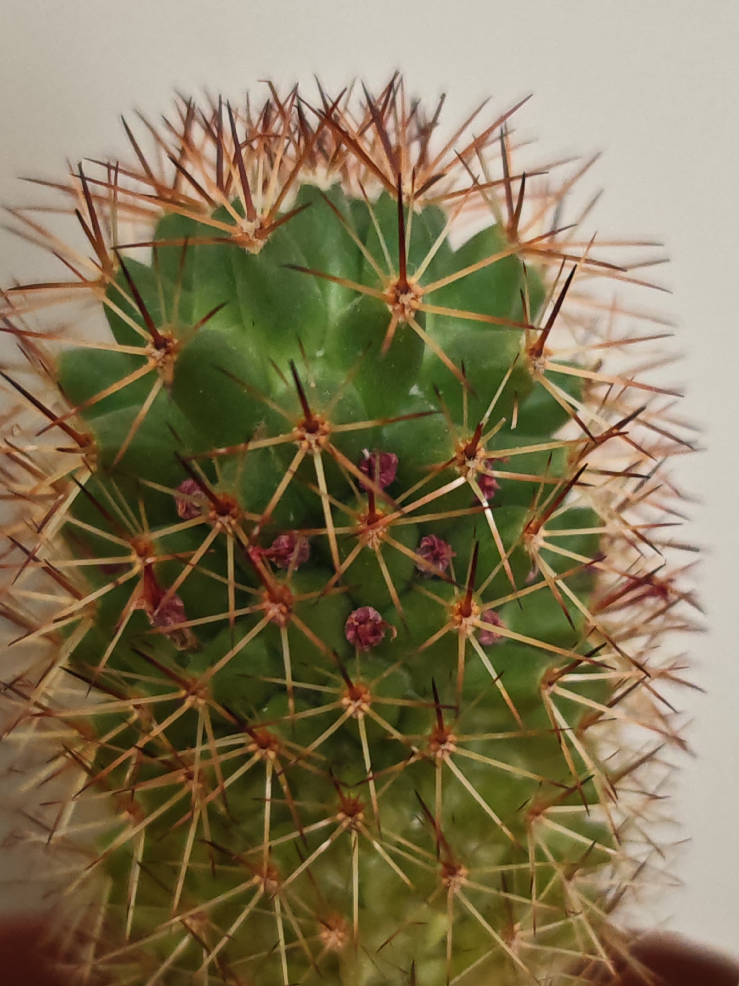 A close-up, top-down shot shows the green, ribbed surface of a cactus, densely covered with sharp, reddish-brown spines radiating outwards from areoles. Small, purplish floral buds are visible nestled amongst the spines in several locations on the cactus. The background is a plain, off-white surface, out of focus. The image is of a houseplant in an indoor setting.