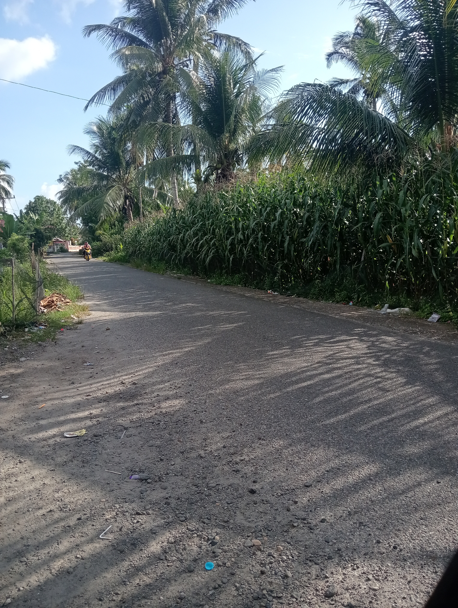 A motorcycle with a person riding it is traveling down a paved road in Campago, Indonesia. The road is flanked by tall green corn stalks on the right and palm trees and vegetation on the left. The sky is blue with some white clouds. The road surface appears to be made of asphalt and gravel, with some debris scattered along the edges. The lighting suggests it is daytime, with shadows cast by the vegetation on the road.