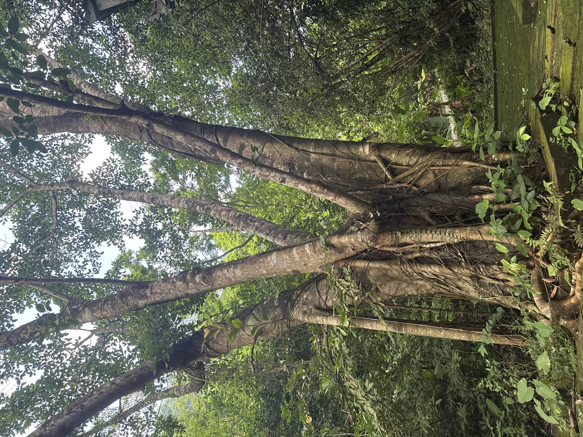 The image captures a large, ancient tree with multiple thick trunks and prominent aerial roots in a lush, green environment. The tree's base is surrounded by dense foliage and ferns, with its roots spreading across a moss-covered stone surface. In the background, more trees and vegetation create a dense forest canopy. The sky is visible through the leaves, suggesting an outdoor scene. The scene evokes a sense of natural tranquility and historical depth, consistent with the ancient capital city of Tây Hoa Lư Ward in Vietnam. There are no people visible in the image.