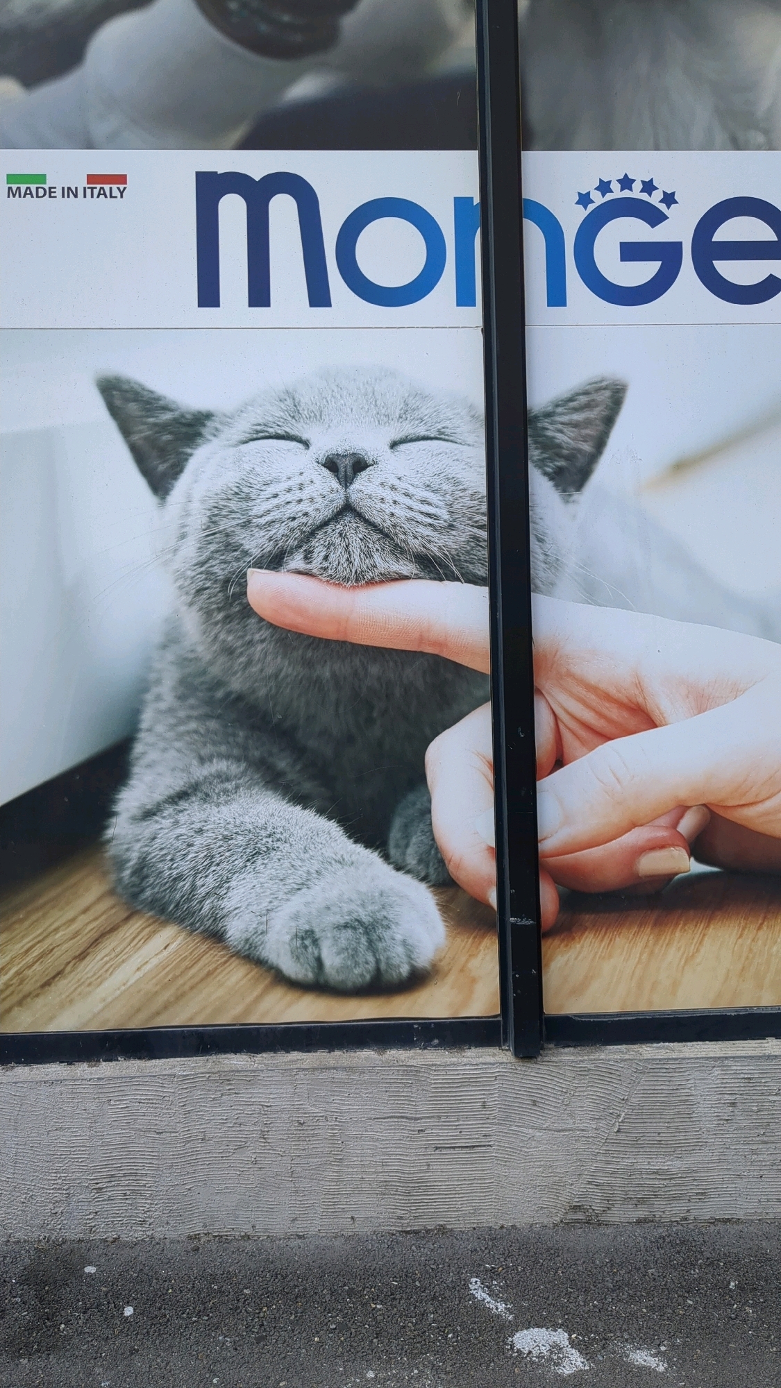 The image depicts a close-up of an advertisement featuring a grey cat being petted by a human hand. The advertisement includes the text "MADE IN ITALY" and the brand name "monge" with stars above the "G". The advertisement is framed by a dark vertical element and is situated above a textured grey surface and a grey asphalt surface. The scene appears to be outdoors, as evidenced by the asphalt and the natural lighting. The background of the advertisement shows a blurry image of what appears to be another cat. The advertisement itself seems to be applied to a glass surface, possibly a shop window, as suggested by reflections in the upper portion of the image. No specific details indicating a location in Tbilisi, Georgia are present in the image.