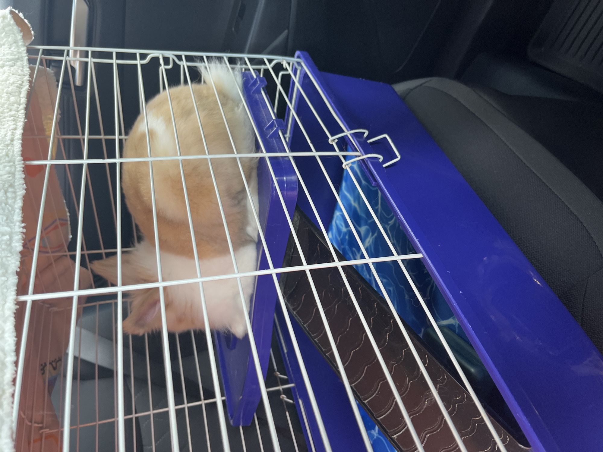 A fluffy, light brown and white rabbit is inside a white wire cage with a blue plastic base. The cage is positioned on the dark interior of a vehicle. A blue plastic platform is mounted inside the cage, providing a second level. A dark ramp with a textured surface extends from this platform down to the bottom of the cage. The bottom of the cage contains a blue bedding material with a wavy pattern. A white, fluffy blanket is draped over the top of the cage. The scene is lit by natural light.