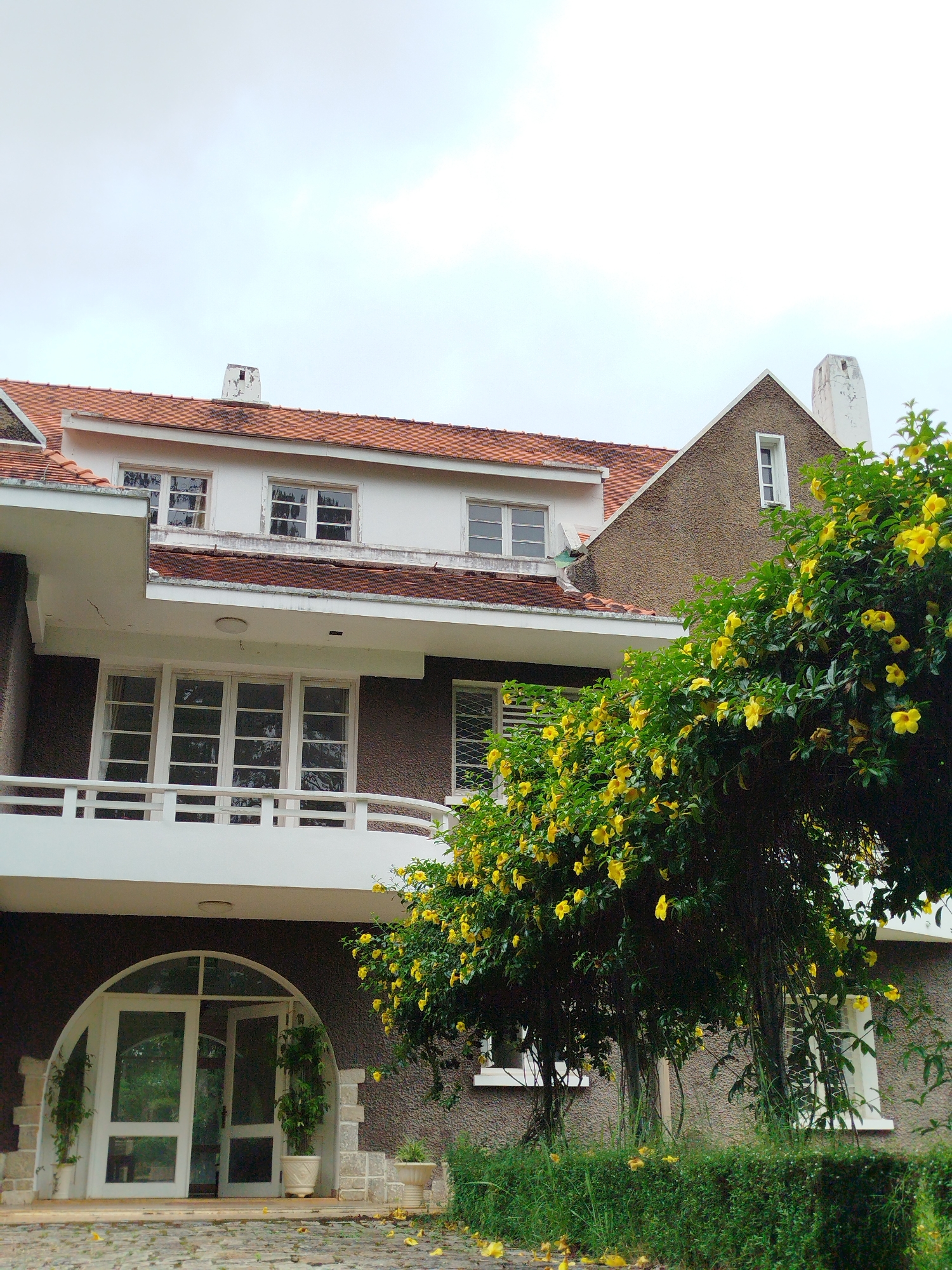 This image depicts a large, two-story house with a terracotta tiled roof and a textured brown exterior, likely located in the city of Da Lat, Vietnam, known for its French colonial architecture. The house features multiple windows on both levels, some with white frames and others with decorative grills. A white balcony with a railing overlooks the entrance. The main entrance is an arched doorway with glass double doors, flanked by stone accents and potted plants. Lush green vegetation, including a large tree covered in bright yellow flowers, dominates the foreground and partially obscures the house. The ground in front of the house is paved with cobblestones, and fallen yellow petals are scattered across it. The sky is overcast and light.