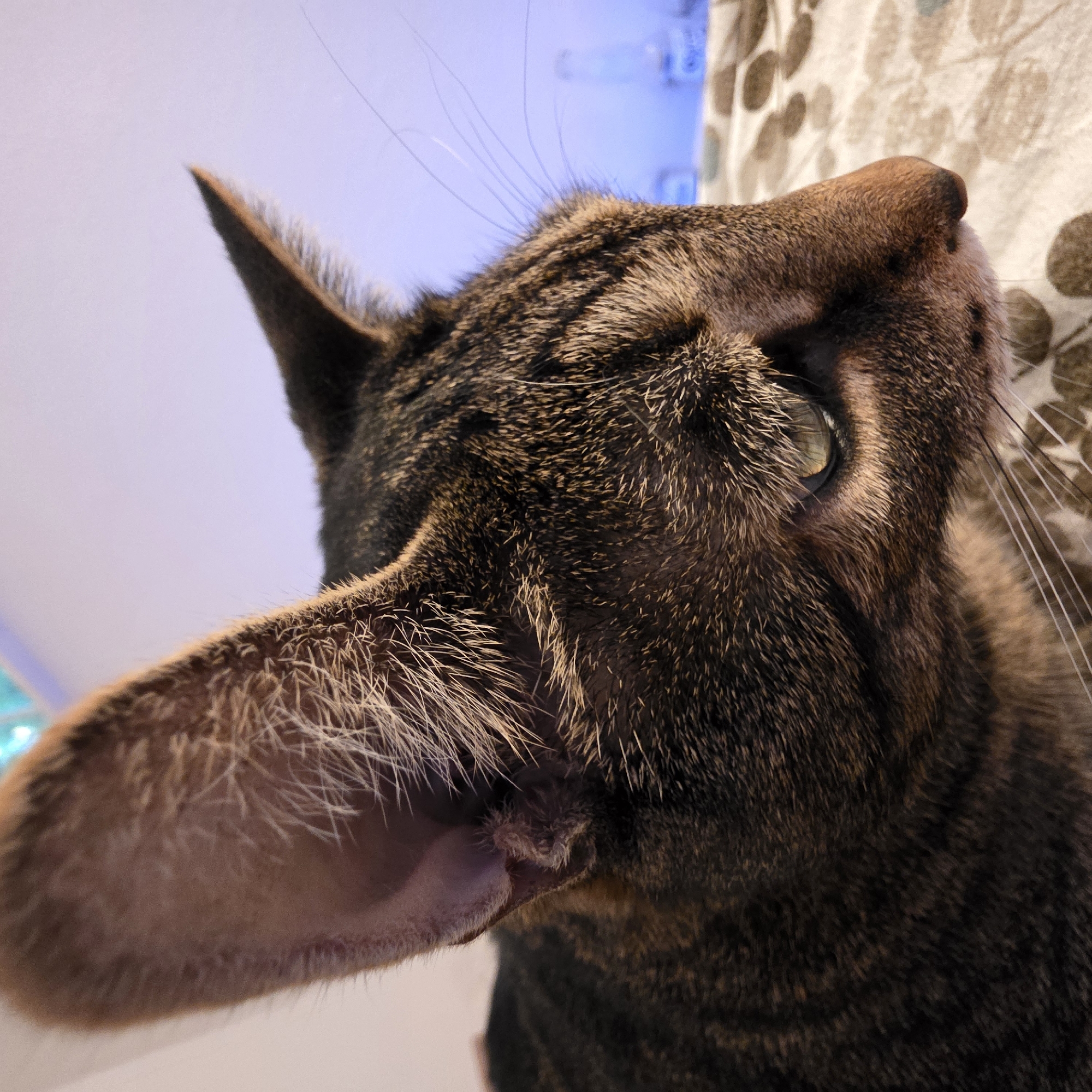 This is a close-up, side-profile photograph of a tabby cat's head. The cat has large, pointed ears with visible fur tufts. Its fur is a mix of dark brown and lighter tan stripes. The cat's green eye is visible, and its whiskers extend outwards. The background is out of focus, showing a light purple-ish wall with some indistinct objects, possibly bottles or light sources. The cat appears to be resting on a patterned surface, likely a bed or sofa, with a beige and brown abstract design. The image does not contain any identifiable information that would allow for the determination of its location within Portland, United States of America.