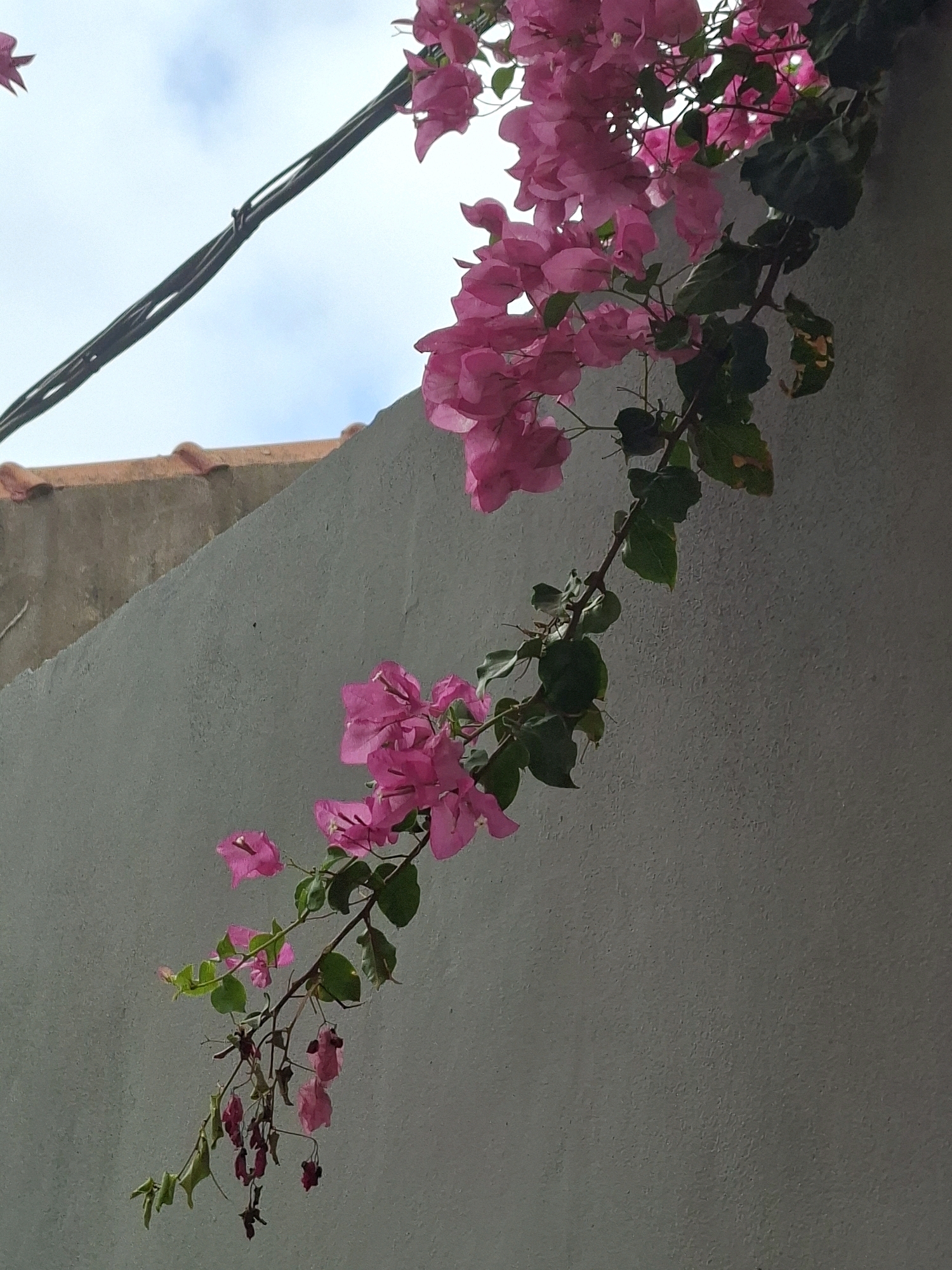The image shows a bougainvillea branch with bright pink flowers and green leaves trailing down a textured, light gray wall. The branch originates from the upper right of the frame and curves downwards towards the bottom left. The wall is rough in texture. Above and to the left of the wall, a section of a tiled roof is visible, with terracotta tiles. A dark, thick electrical cable runs diagonally across the upper portion of the image against a pale blue sky with wispy white clouds. The scene is captured from a low angle, looking up towards the sky and the overhanging bougainvillea. The lighting suggests it is daytime. The image appears to be taken in an outdoor urban or semi-urban setting. Given the presence of bougainvillea, terracotta tiles, and the general architectural style, this scene is consistent with many outdoor areas in Torrevieja, Spain, particularly in residential or older urban areas.