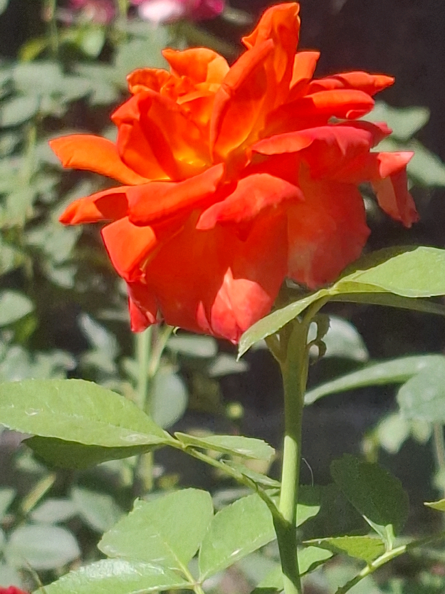 A close-up, eye-level shot captures a vibrant orange rose in bloom. The rose is the dominant subject, with its petals unfurling in a lively display. The background is softly blurred, featuring green foliage and hints of other flowers, suggesting a garden setting. The lighting appears natural, casting subtle shadows and highlighting the rich color of the rose. The image does not contain any specific geographical markers to indicate its location within Almaty, Kazakhstan.