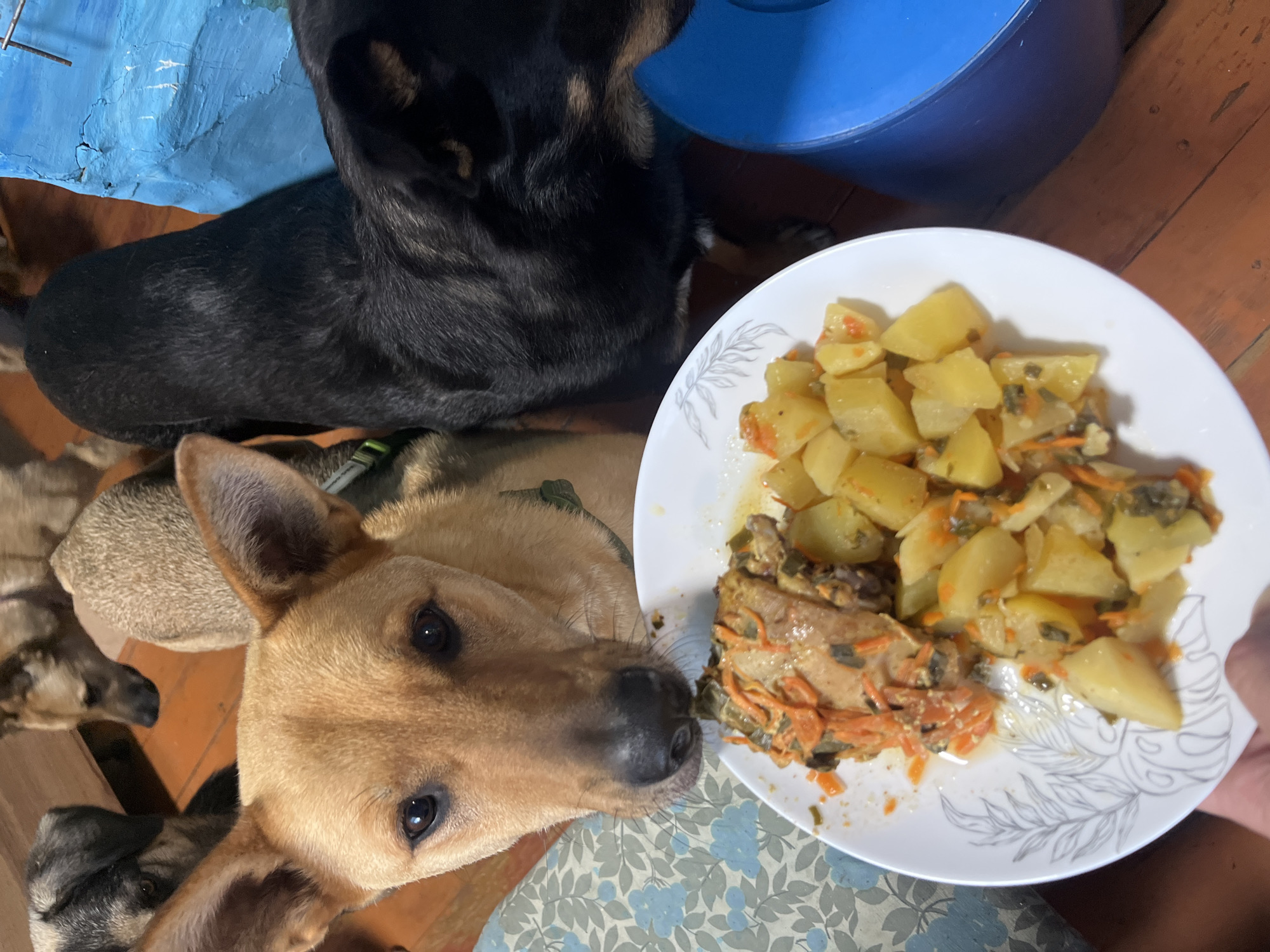 A group of dogs are gathered around a plate of food. The food appears to be chicken with carrots and potatoes. The dogs are of various breeds and colors, and they are all looking intently at the food. One dog, a light brown one with large ears, is in the foreground, with its nose close to the plate. Another dog, a black one, is behind the plate, also focused on the food. In the background, other dogs can be seen, and the scene appears to be indoors, possibly in a home. The floor is wooden, and there is a blue object, possibly a bucket, to the right. The image was taken in Nizhny Tagil, Russia.