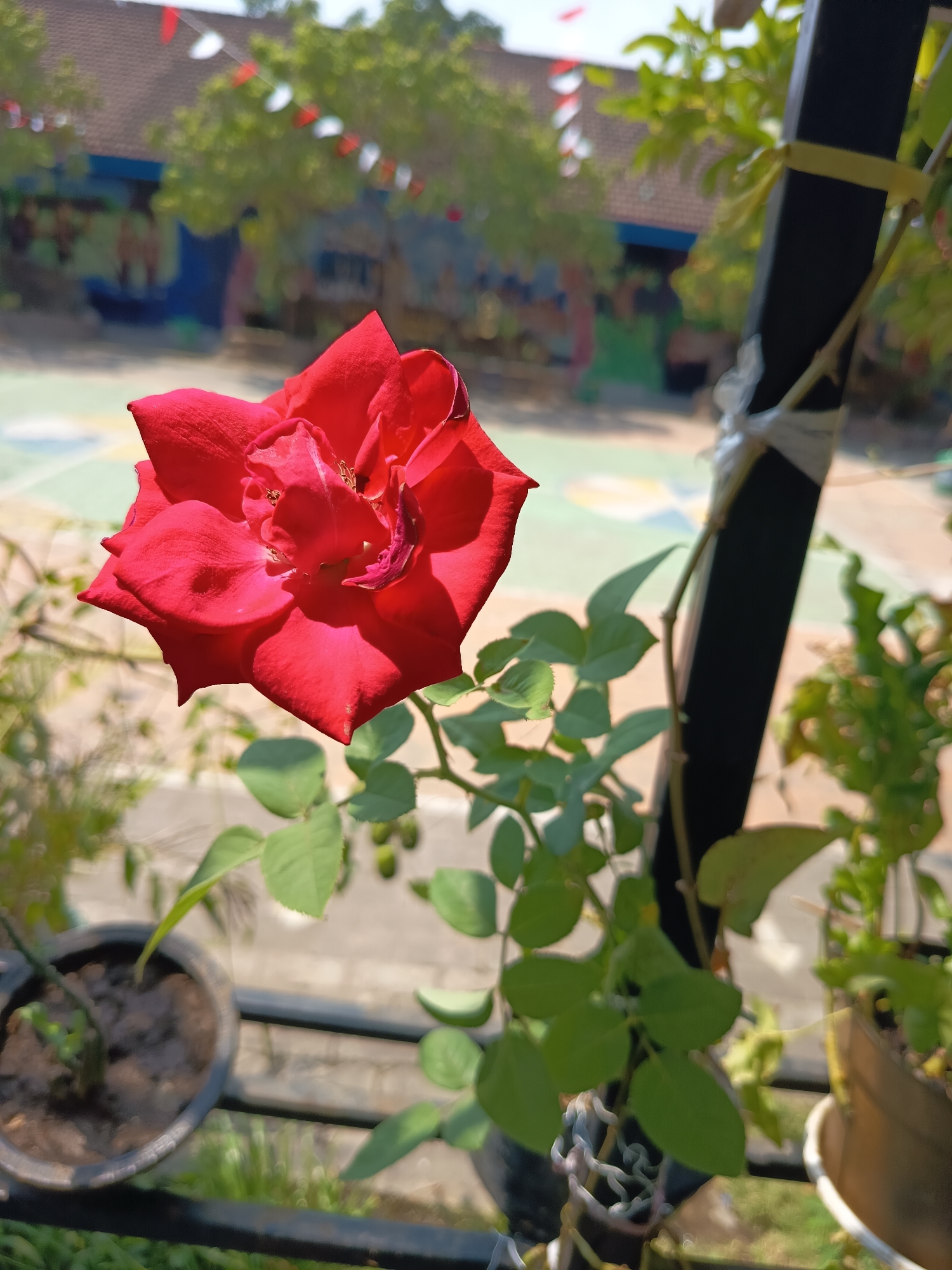 A close-up, outdoor, eye-level shot captures a vibrant red rose in full bloom. The rose is positioned slightly off-center to the left, with its petals illuminated by bright sunlight, creating distinct shadows. The background is blurred, but it suggests an outdoor setting, possibly a schoolyard in Widoro, Indonesia, with a building and trees visible. Red and white flags are strung across the top of the background. In the foreground, parts of other potted plants and a black railing are visible. The focus is sharp on the rose, while the rest of the scene is out of focus, creating a shallow depth of field.