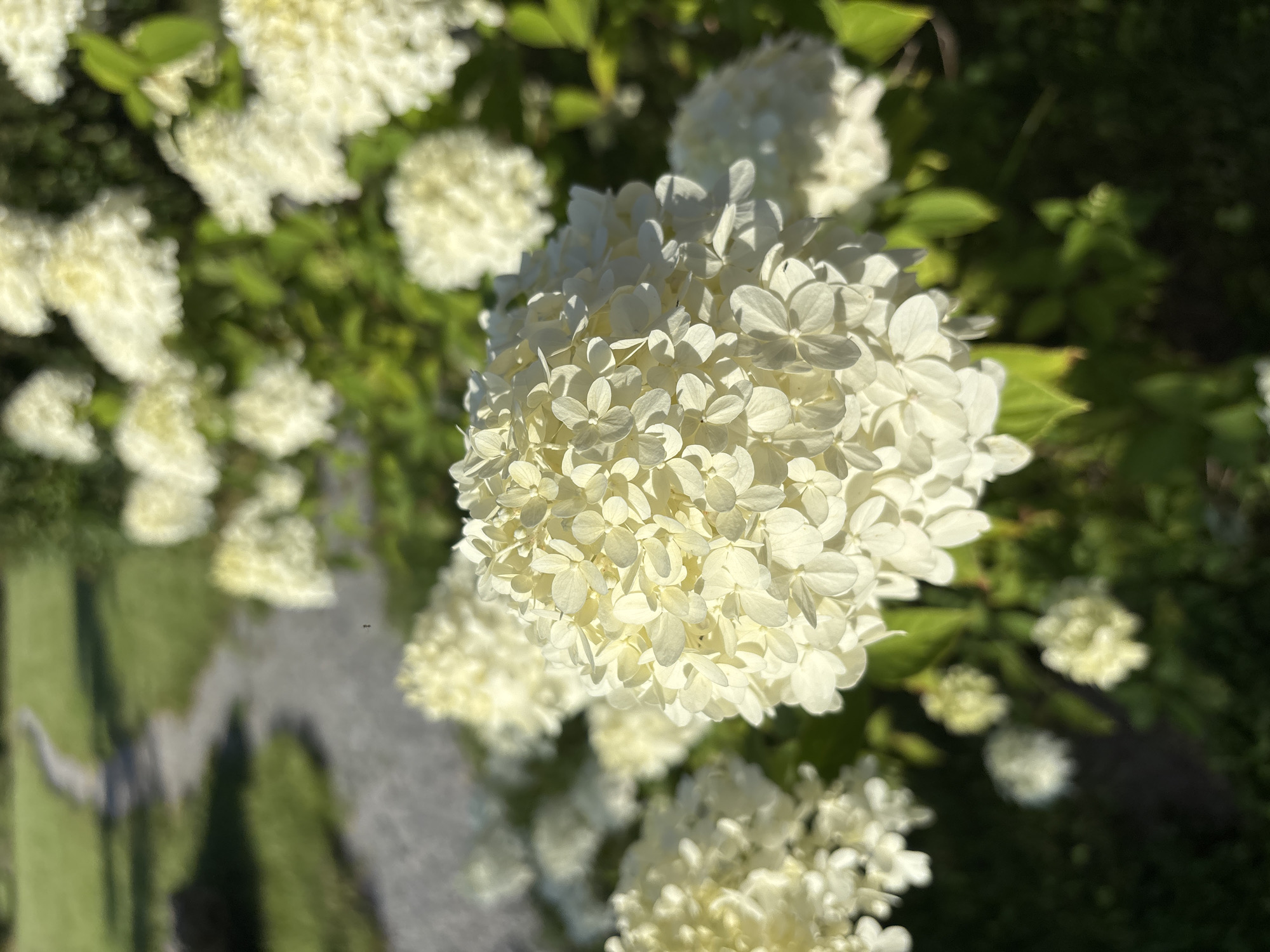 A close-up, sunlit shot of white hydrangeas in Zvenigorod, Russia, frames a winding gravel path in a park. The foreground is dominated by a large cluster of creamy white hydrangea blooms, their individual petals clearly defined by dappled sunlight. Behind this main subject, more hydrangea clusters and vibrant green foliage are visible, some in soft focus. The path, a light gray color, curves gently through a manicured lawn bathed in bright sunlight. The overall impression is one of a serene, idyllic garden setting on a clear day.
