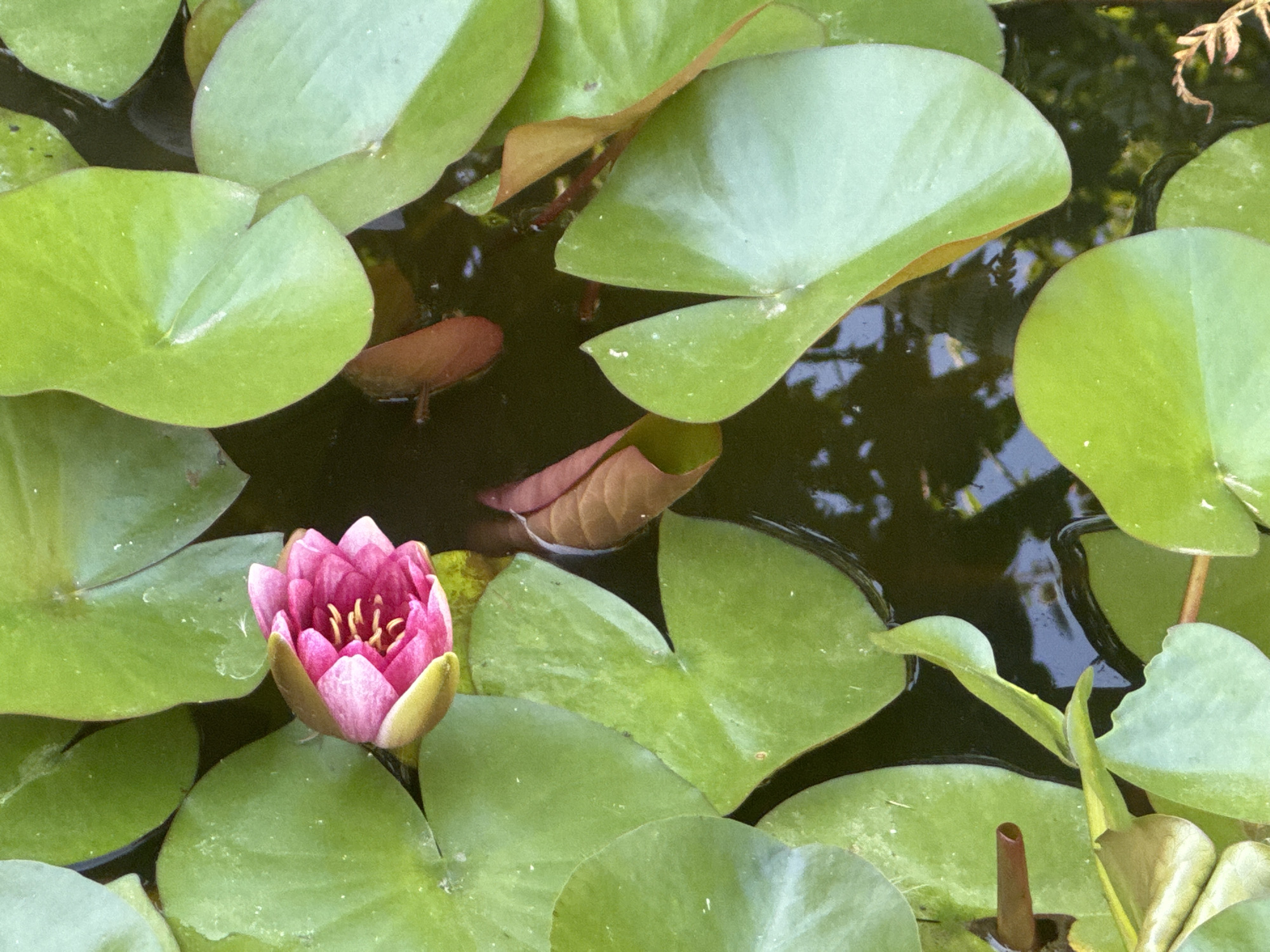 A close-up, overhead shot captures a pink water lily bud, partially open, floating on dark water amidst numerous green lily pads in Camenca, Moldova. The water is still, reflecting a faint, abstract pattern, possibly from surrounding foliage or structures. The lily bud is the primary subject, its vibrant pink petals edged with a lighter hue, and yellow stamens visible within its core. Some lily pads are fully formed and round, while others are partially submerged or show signs of wilting or browning at the edges. A few reddish-brown, unfurled leaves are also visible beneath the surface of the water. The lighting suggests an outdoor setting, likely a pond or garden feature.