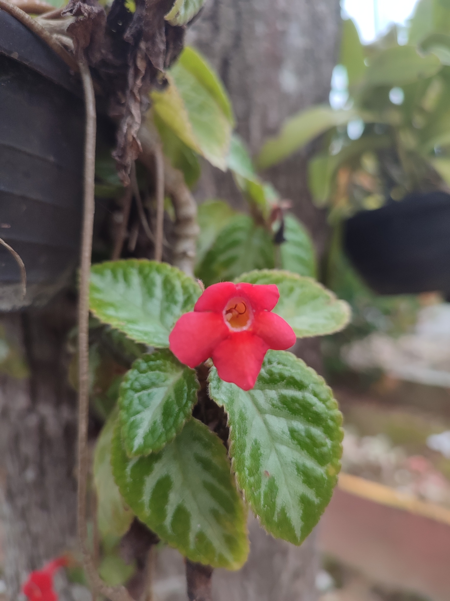A medium close-up shot shows a small, five-petaled red flower amidst green foliage. The flower, slightly tilted towards the viewer, reveals a yellow center. The leaves are green with a variegated pattern. The plant is attached to a tree trunk, with a dark pot visible to the left and in the background. The location is likely Blangriek, Indonesia, judging by the environment and vegetation. There are no people present in the image. The focus is on the flower and its immediate surroundings.