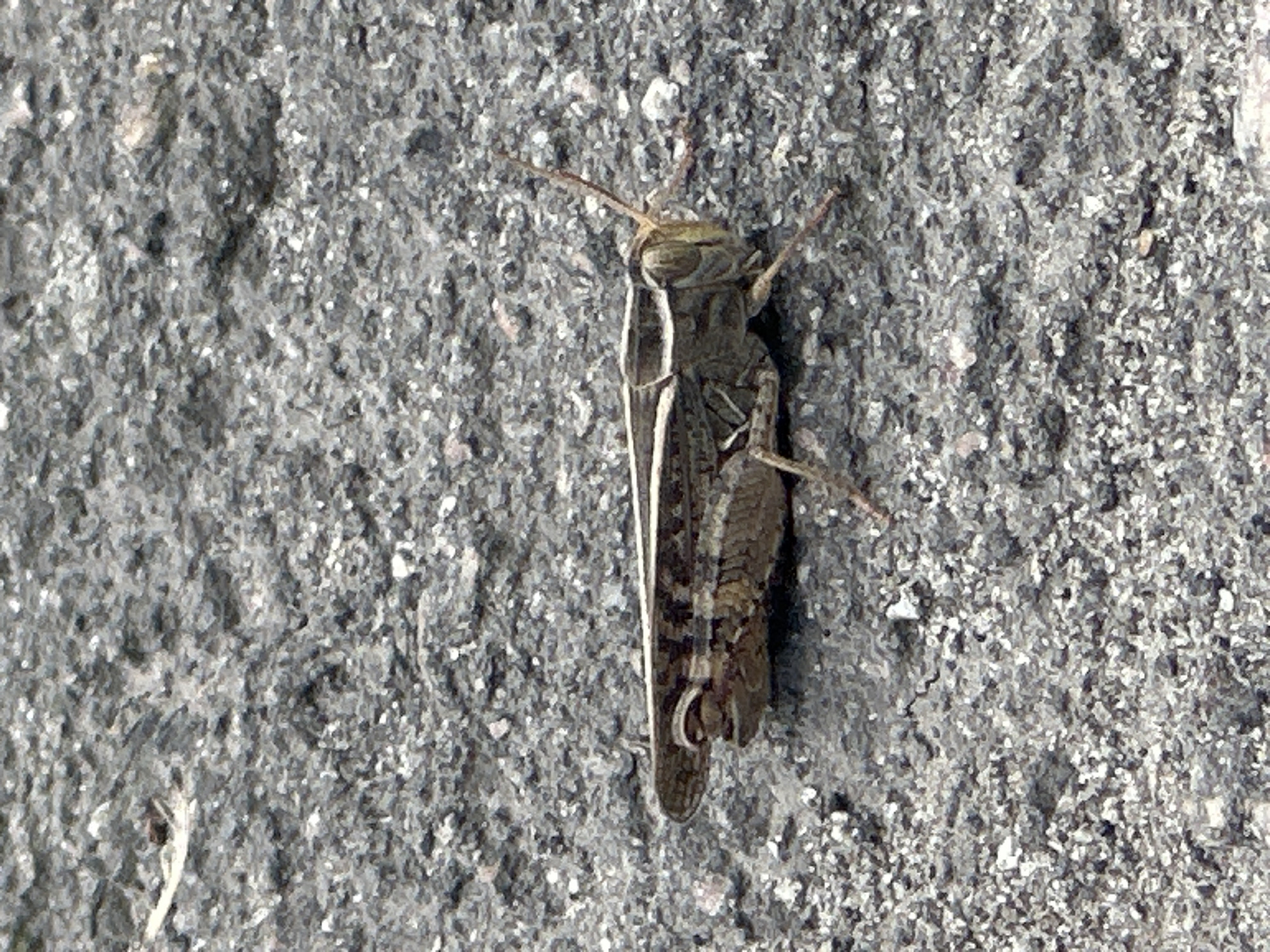 A close-up, eye-level shot features a brown and tan grasshopper resting on a rough, gray asphalt surface. The grasshopper is positioned horizontally, facing right, with its head slightly tilted upwards. Its body is segmented, and its long antennae are extended forward. The asphalt appears textured with small pebbles and variations in gray tones. The background is entirely composed of this asphalt surface, with no other objects or discernible environmental features visible. There are no people or other animals present in the image. The lighting suggests daylight, with some shadows indicating the direction of the light source. The image provides a detailed view of the grasshopper and its immediate surroundings.
