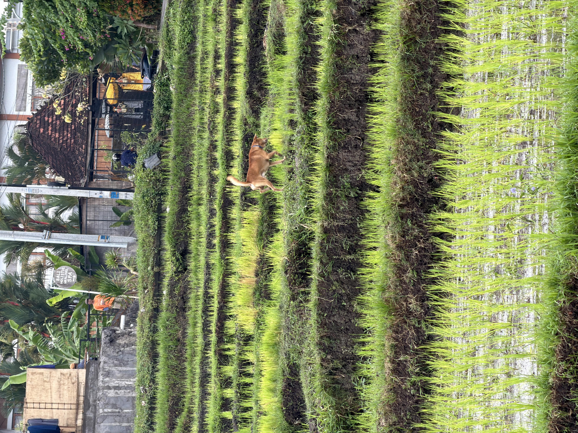 In Mengwi, Indonesia, a brown dog walks across the tiered levels of a verdant rice paddy. The rice plants, a vibrant green, are neatly arranged in rows on the terraces. In the background, a rustic building with a red-tiled roof stands against a backdrop of lush tropical vegetation, including palm trees. A signpost with the text "BALI HOLISTIC HEALING SPA" is visible, indicating a nearby establishment. A few individuals are present in the distance, some near the building and others in the vicinity of the rice fields, engaged in unspecified activities. The scene depicts a rural landscape with agricultural activity and local infrastructure.