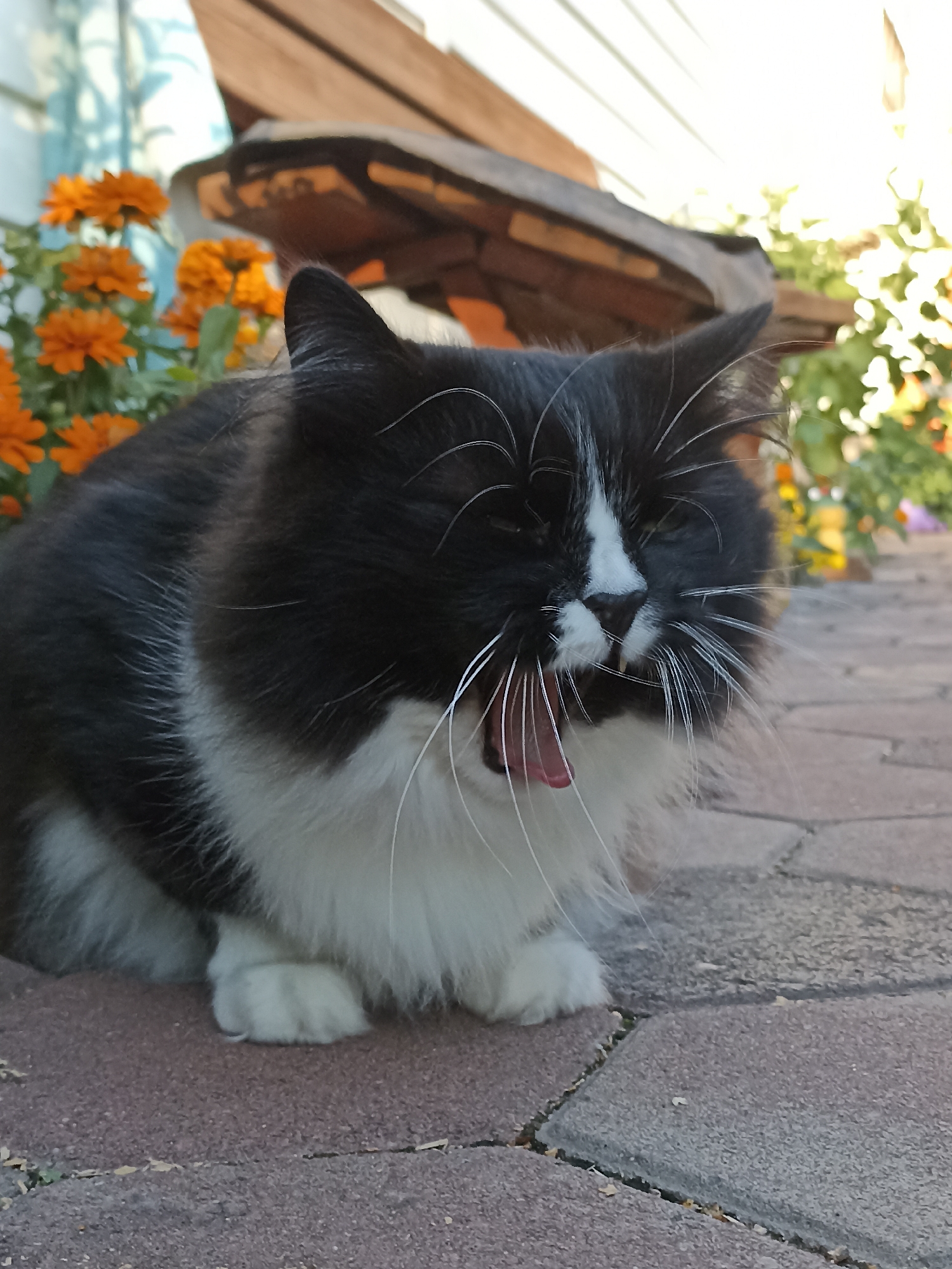A black and white cat is yawning while sitting on a cobblestone patio. The cat is fluffy with white fur on its chest and paws, and black fur on its back and head. It has long white whiskers and its mouth is wide open, revealing its pink tongue and teeth. In the background, there are orange flowers and some greenery. Behind the flowers, a wooden structure and a building with horizontal siding are visible. The lighting suggests it is daytime, possibly late afternoon or early evening due to the warm tones. The scene appears to be outdoors in a residential or garden setting.