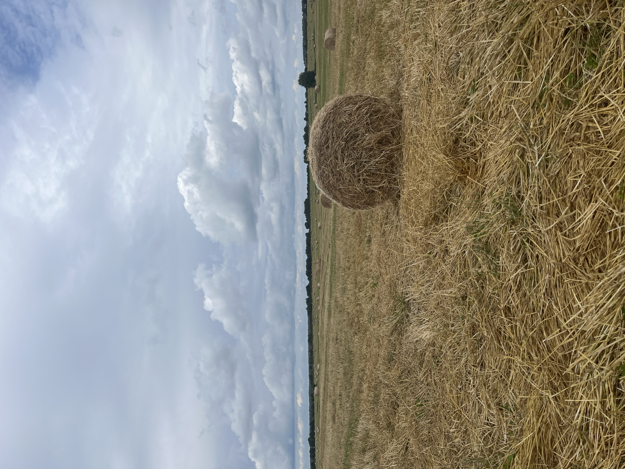 A wide shot captures a harvested field filled with numerous hay bales under a cloudy sky. The foreground is dominated by dry, golden straw, with a large, round bale of hay positioned in the center-right of the frame. In the middle ground, more hay bales are scattered across the field, with a line of trees forming a dark silhouette against the horizon. The sky is filled with heavy, gray clouds, suggesting an overcast day. The scene is set in the village of Dyatlitsy, Russia. There are no people or animals visible in the image.