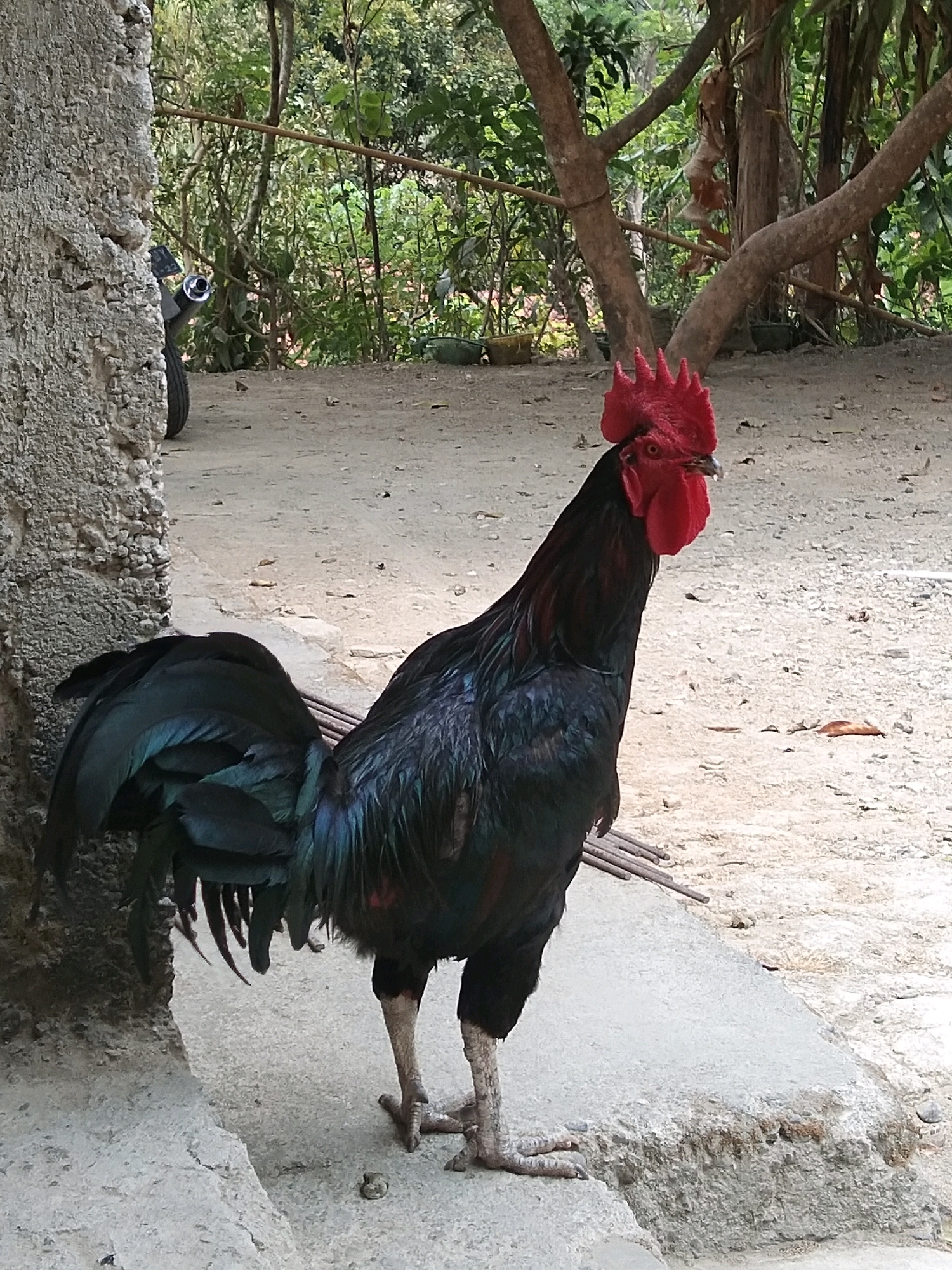 In Karangsambung, Indonesia, a black rooster stands on a rough concrete surface. The rooster has a vibrant red comb and wattle, and its feathers have iridescent blue and green highlights. Its legs are gray and scaly, with sharp talons. Behind the rooster, a textured gray wall is visible on the left, and a dirt path with scattered debris stretches into the background. Lush green foliage, including trees and bushes, forms a dense backdrop. The scene is lit by natural daylight.