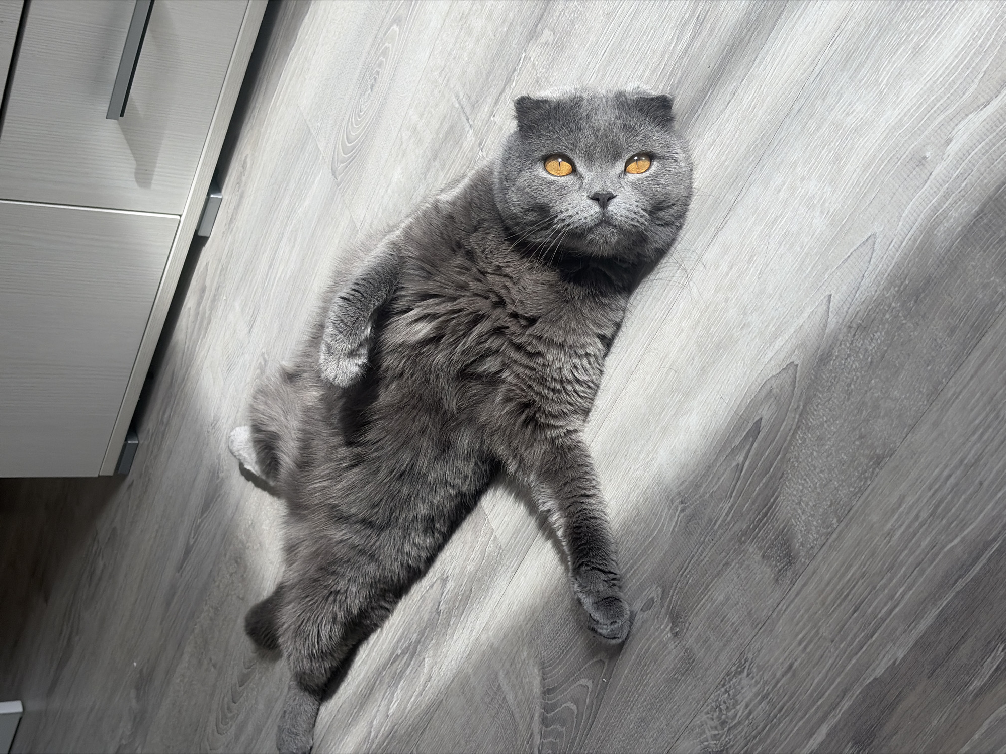 A gray Scottish Fold cat with striking yellow eyes lies on a gray wood-patterned floor. Part of a light gray cabinet is visible on the left side of the image. The location is indoors; the specific city or address is indiscernible without additional information. There is no visible presence of Saint Petersburg, Russia.