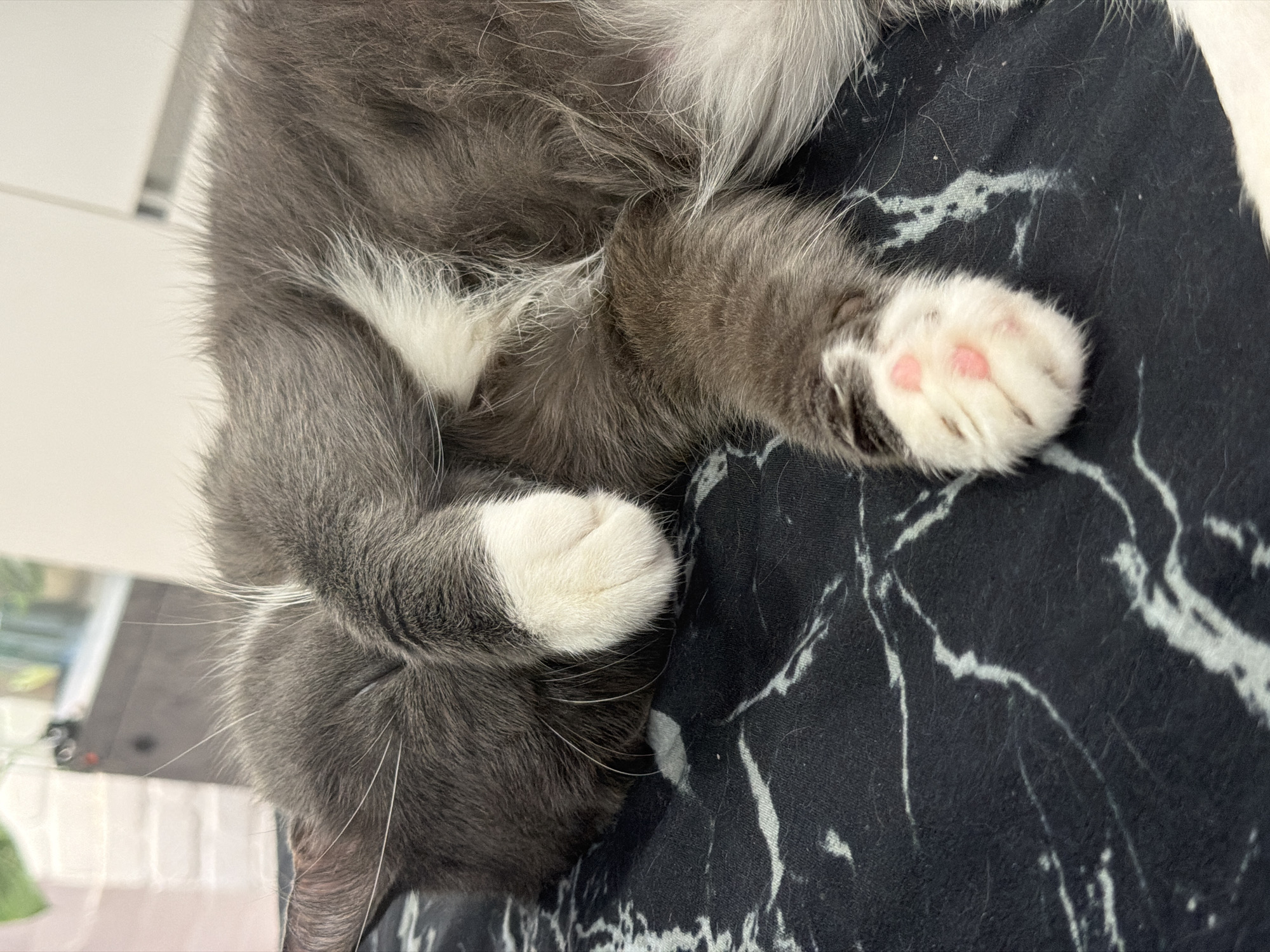 A grey and white cat is sleeping on a black and white marble-patterned surface. The cat is curled up, with its face partially covered by its paw. One of its paws is extended, showing its pink toe beans. The background is blurred and appears to be indoors, possibly in a room with shelves and a window. There is no discernible location in the city of Izhevsk, Russia.