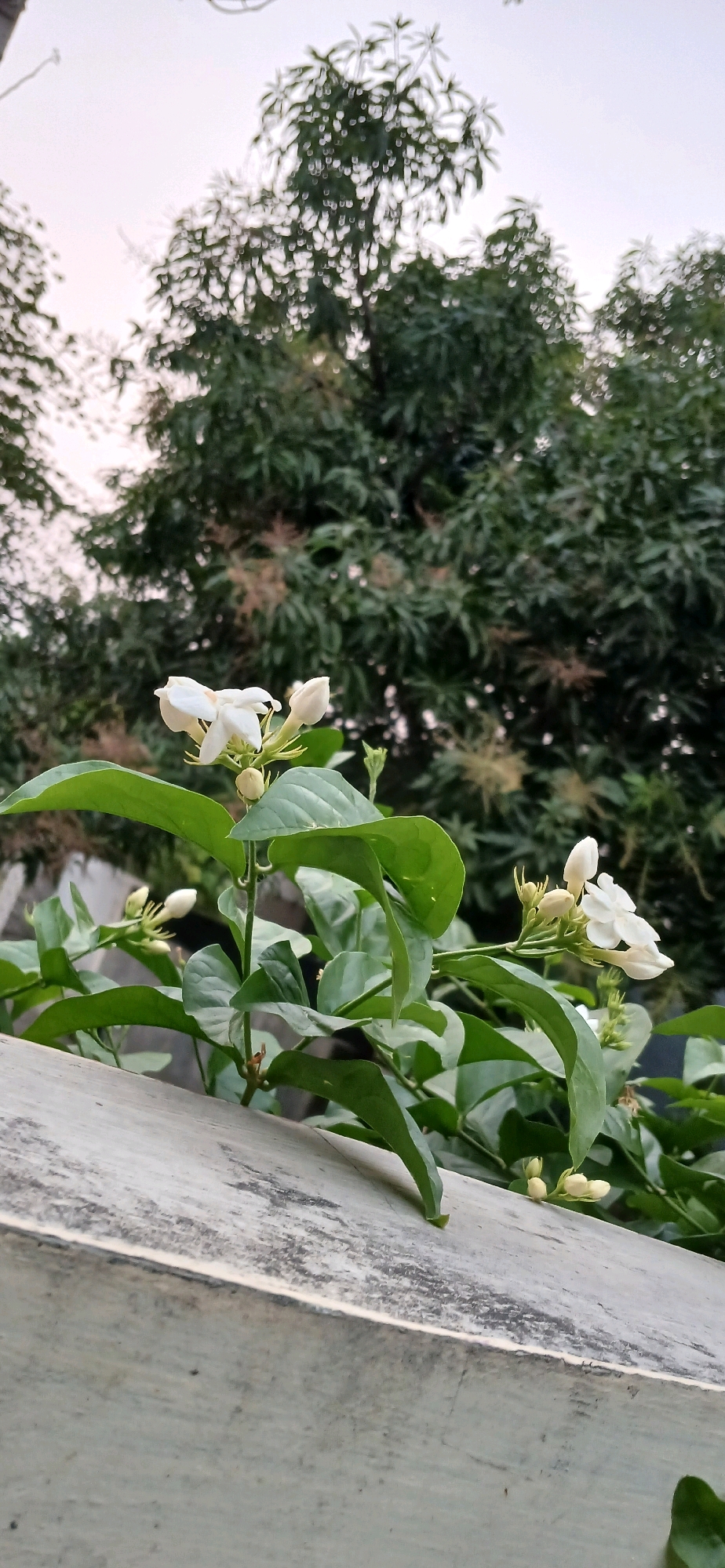 A close-up, low-angle shot shows a jasmine plant with white flowers and green leaves, partially obscuring a weathered concrete wall in the foreground. In the background, a dense canopy of green trees with some lighter-colored seed pods is visible against a pale sky. The image appears to have been taken outdoors, possibly in Sutawinangun, Indonesia, given the tropical foliage. No people are present in the scene.