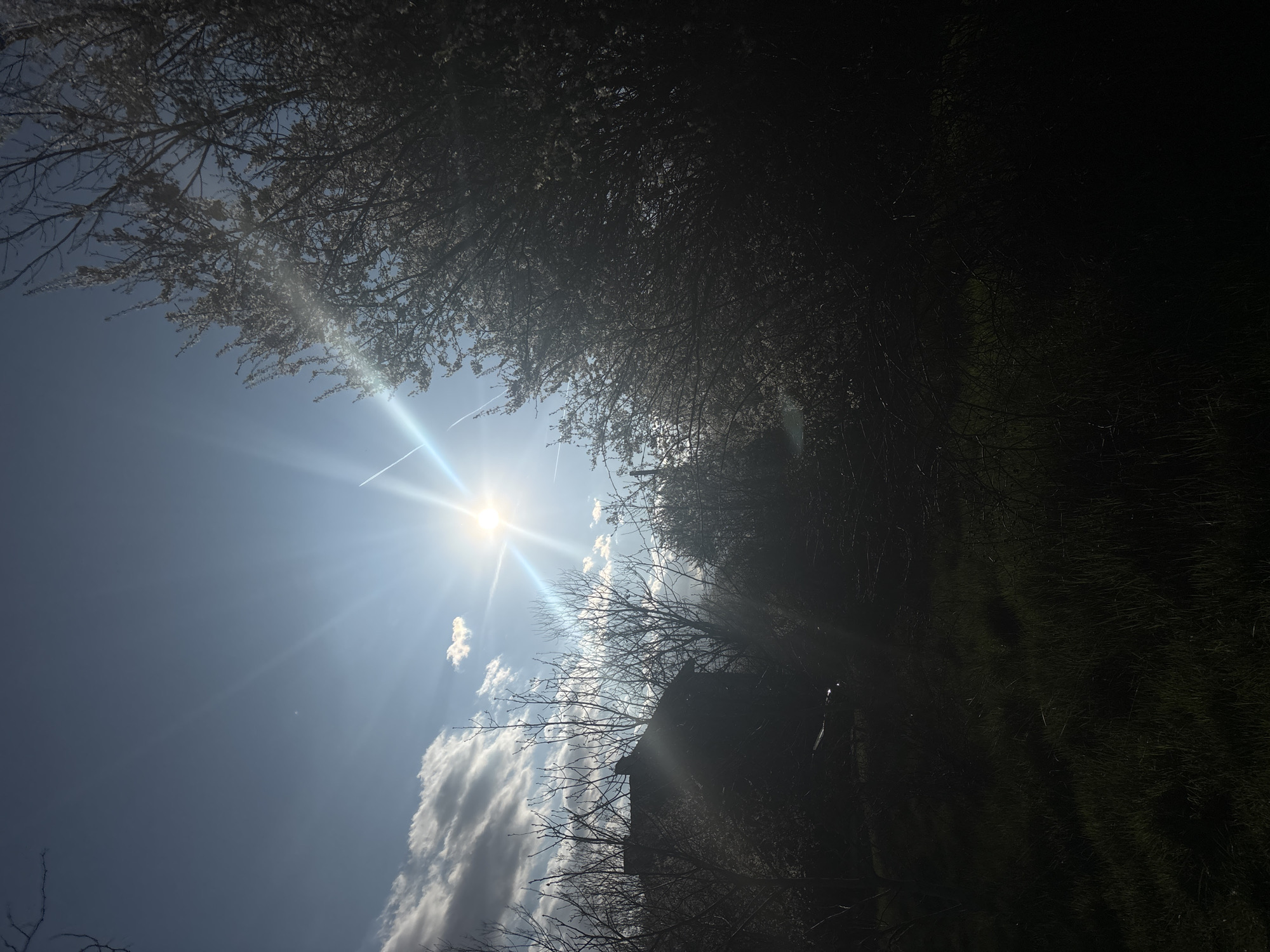 The image depicts a daytime scene under a bright, sunlit sky. The sun is the central focal point, emitting strong rays of light. Part of the scene is obscured by a dark mass of trees and vegetation on the right side. A clear blue sky is partially visible, contrasting with white clouds in the lower-left portion. The presence of a white contrail suggests an aircraft had recently passed. While the photo doesn't provide specific clues about the location in Sofia, Bulgaria, it seems to be taken in a natural environment that could potentially be a park or area outside the urban core. The presence of trees and vegetation suggests that it could be a park, garden, or wooded area. Without additional context or details, pinpointing a specific location in Sofia is challenging. The perspective is low-angle, looking upwards towards the sky.