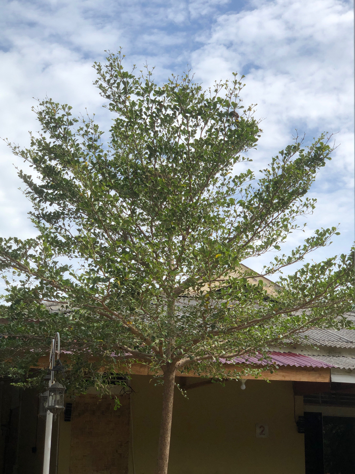 The image shows a large tree with green leaves and brown branches in front of a building. The tree's canopy takes up a significant portion of the frame, with its branches reaching outwards. Behind the tree, a building with a corrugated roof is visible. Parts of the building's walls are a light brown color, and there are windows and what appears to be a number "2" painted on the wall. To the left of the tree, a lamppost with a decorative lantern is positioned. The sky above is blue with scattered white clouds. The scene appears to be an outdoor setting, possibly in a residential or commercial area of Tambonbaroh, Indonesia, given the architectural style and vegetation.