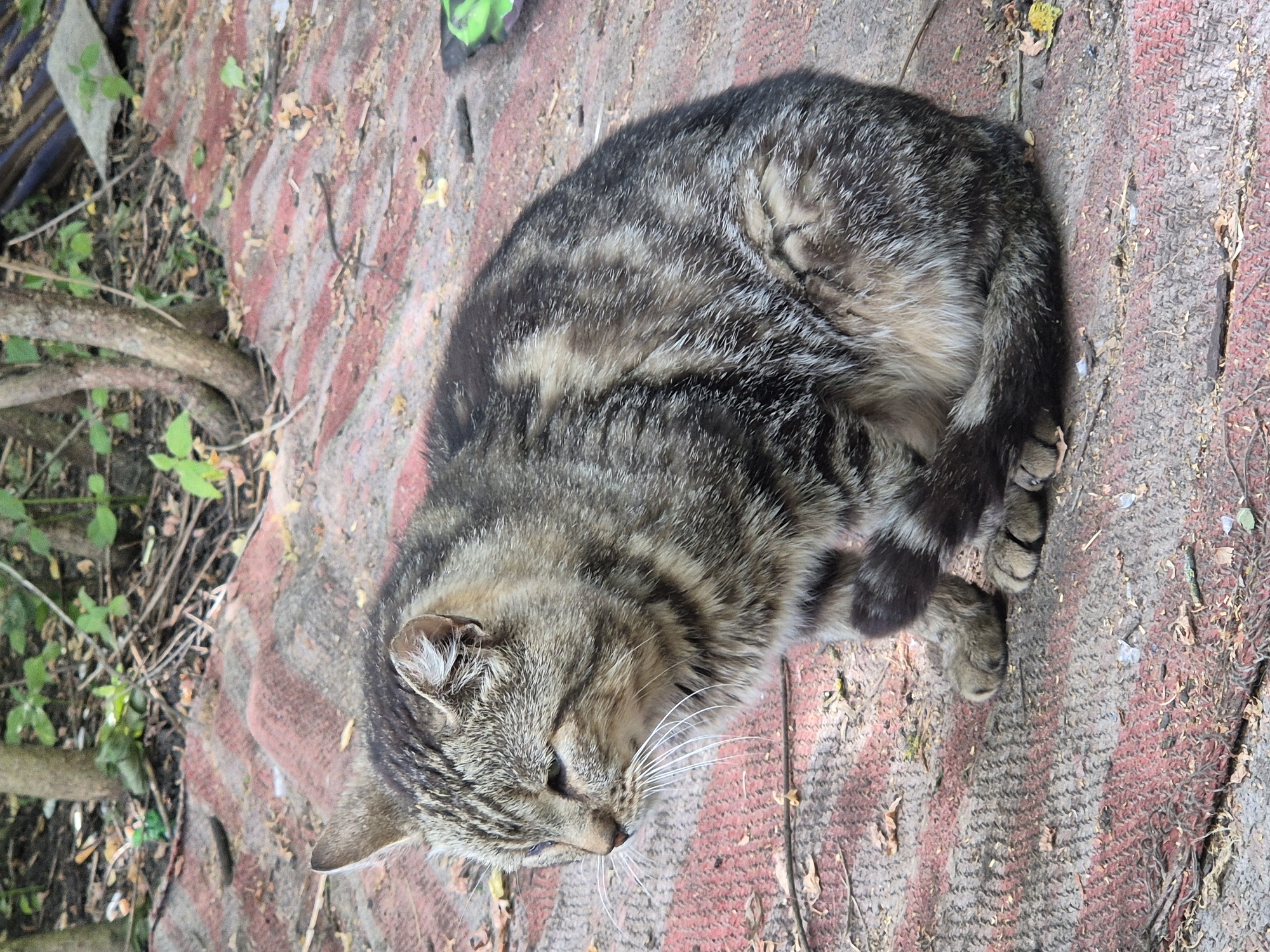 A tabby cat with brown, black, and gray stripes sits on a reddish-brown corrugated surface, possibly a roof or mat, in an outdoor, overgrown area. The cat is facing left, with its eyes partially closed and its head slightly lowered. Its tail is curled around its body. The background consists of trees and vegetation, with debris scattered on the ground. The scene appears to be in a natural or semi-neglected urban environment.
